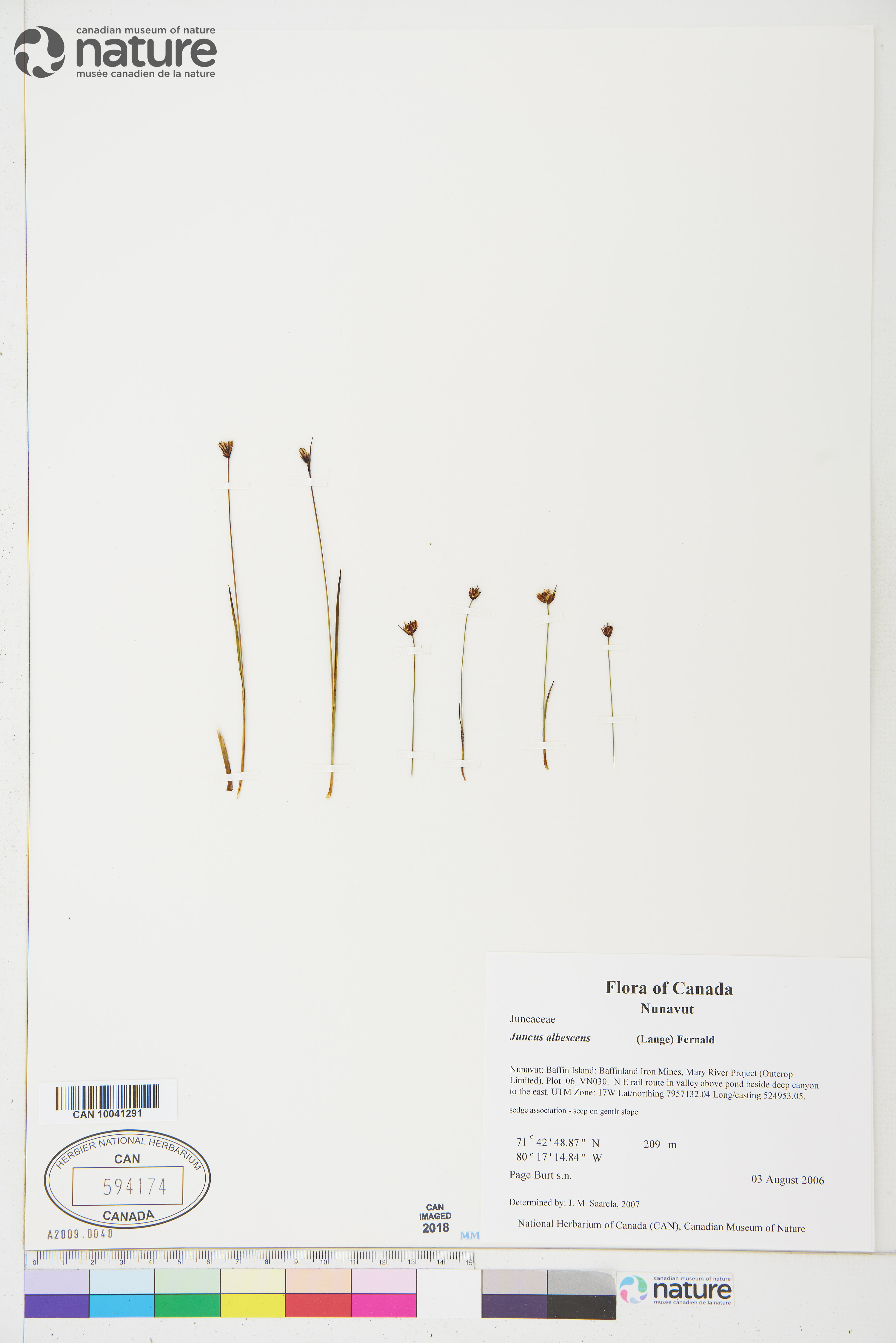 Juncus triglumis var. albescens image
