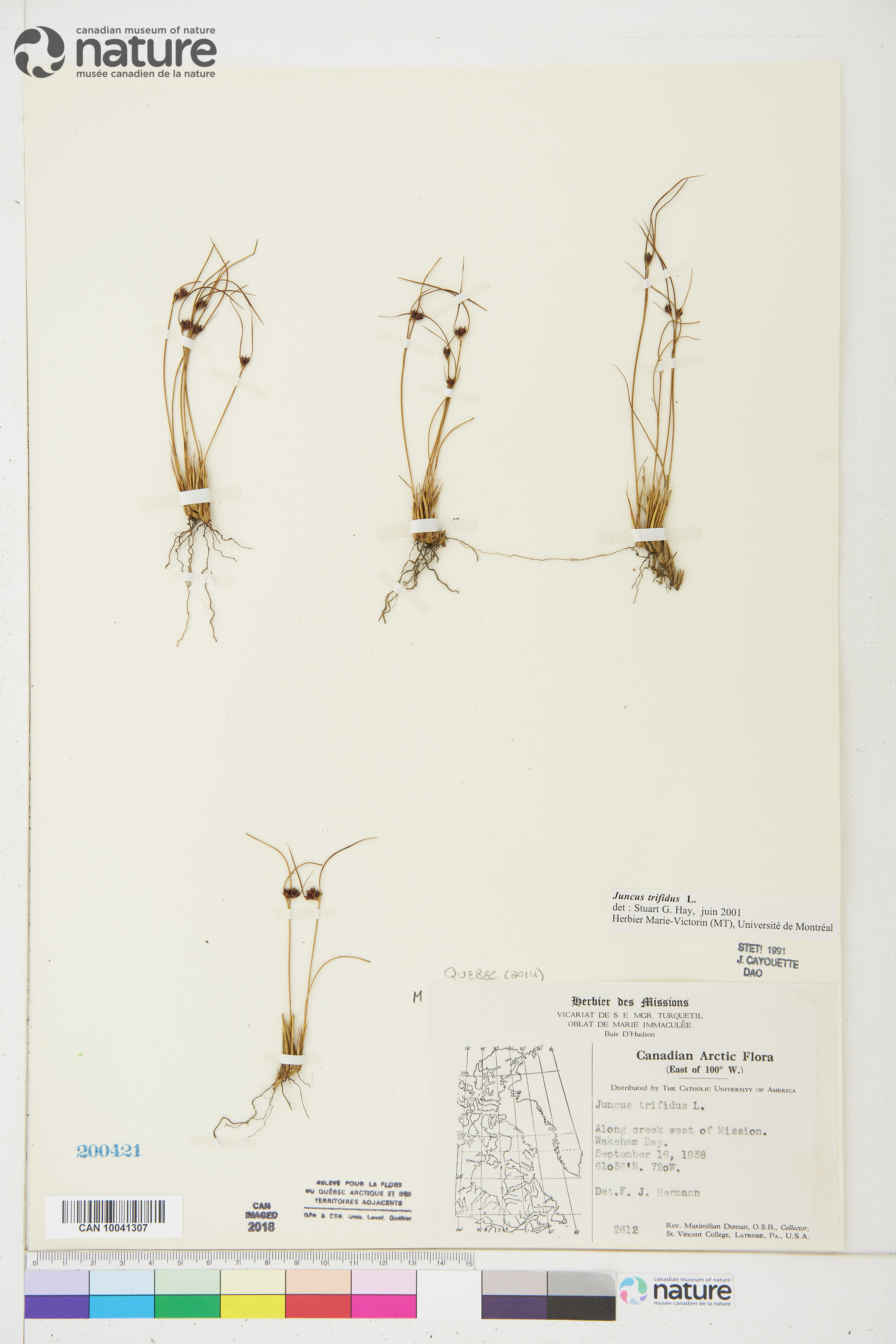 Juncus trifidus image