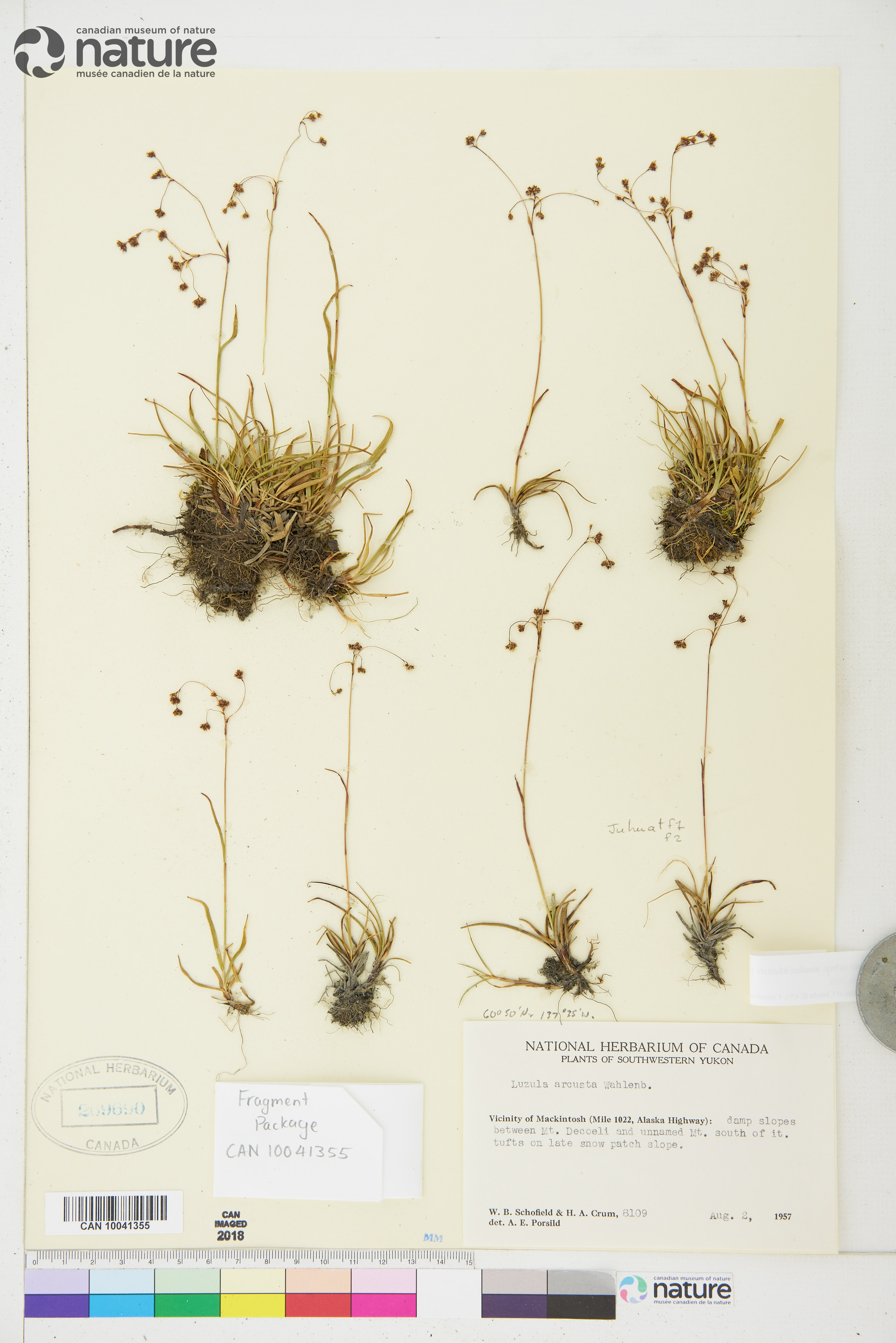 Luzula arcuata subsp. unalaschkensis image