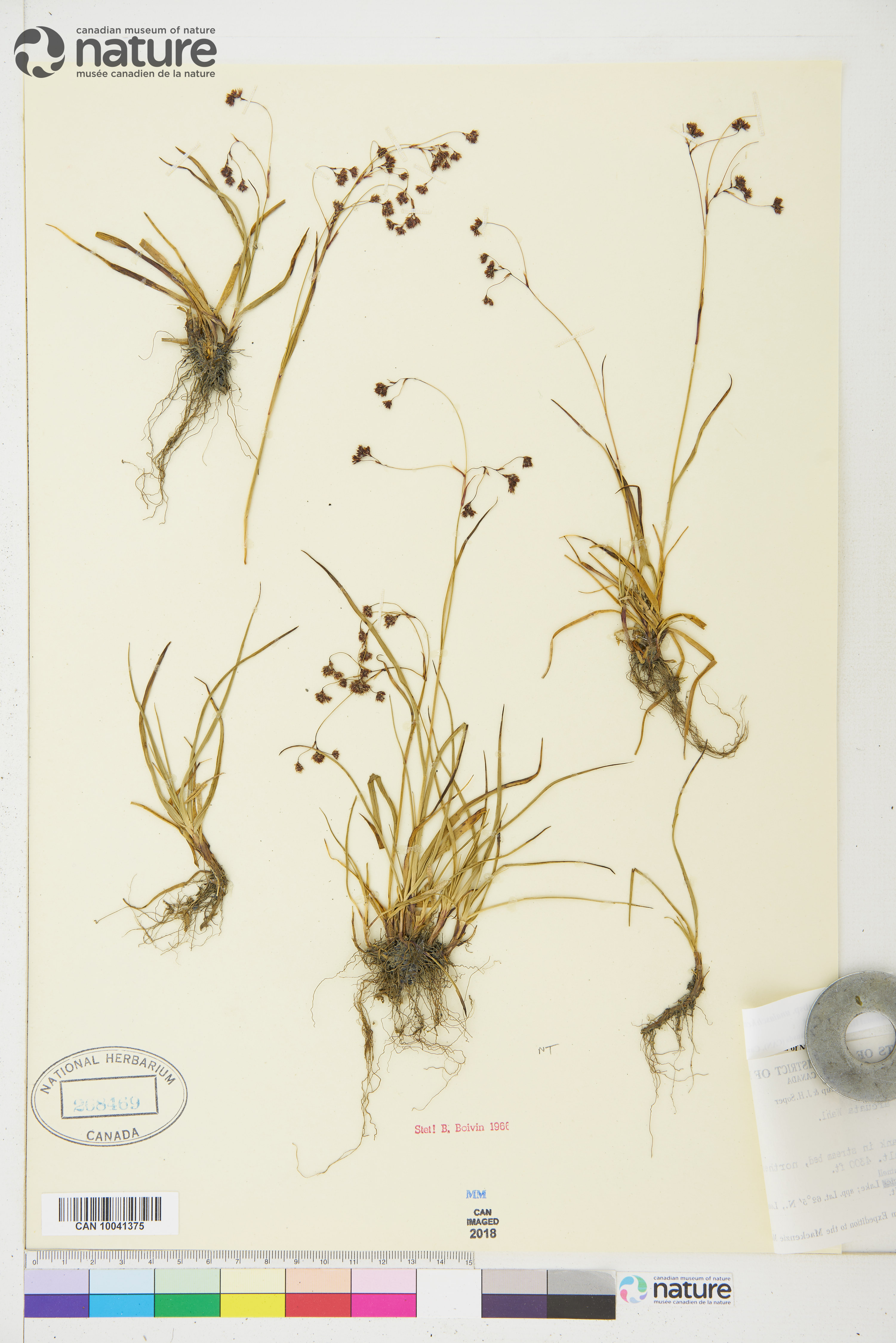 Luzula arcuata subsp. unalaschkensis image