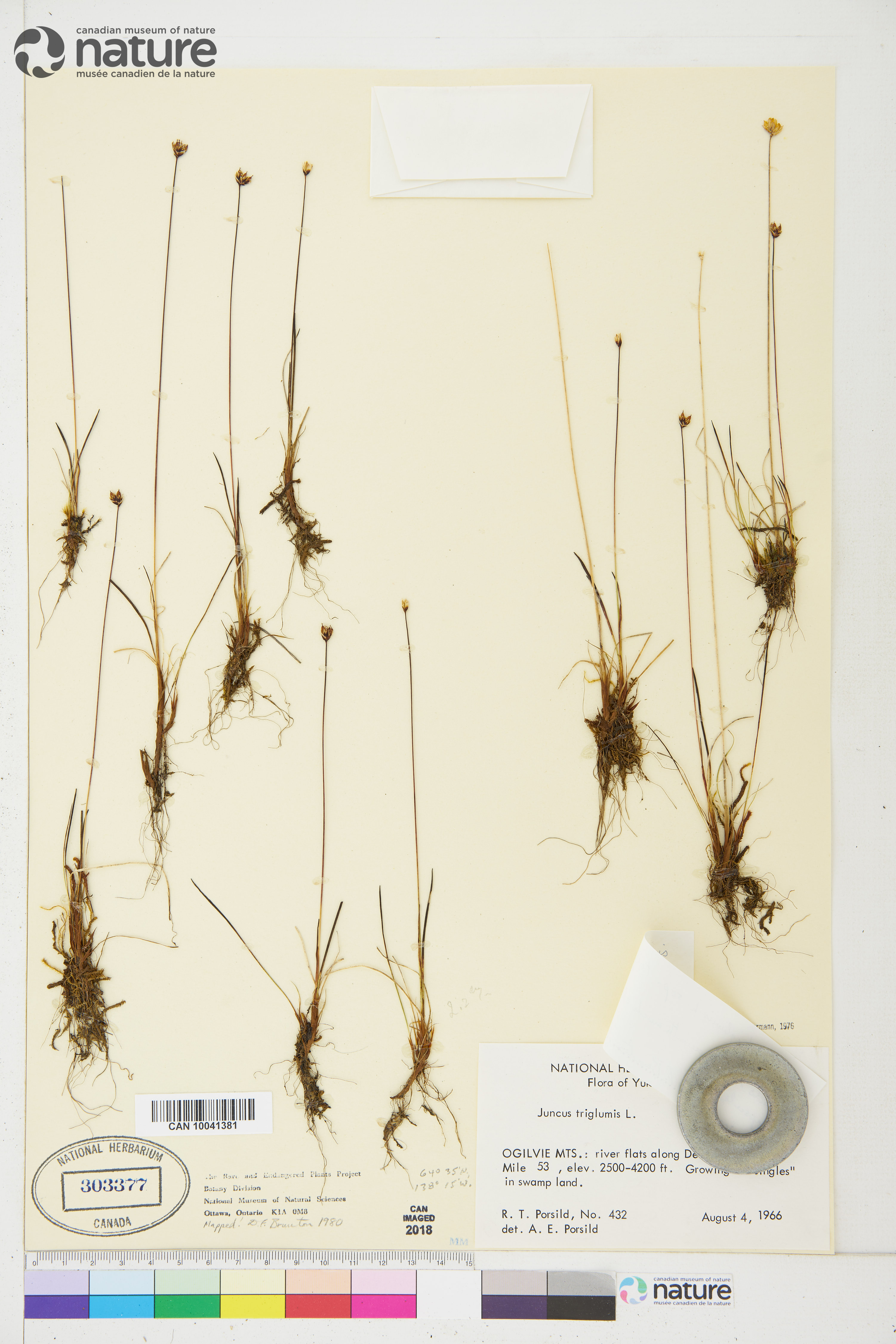 Juncus triglumis subsp. triglumis image