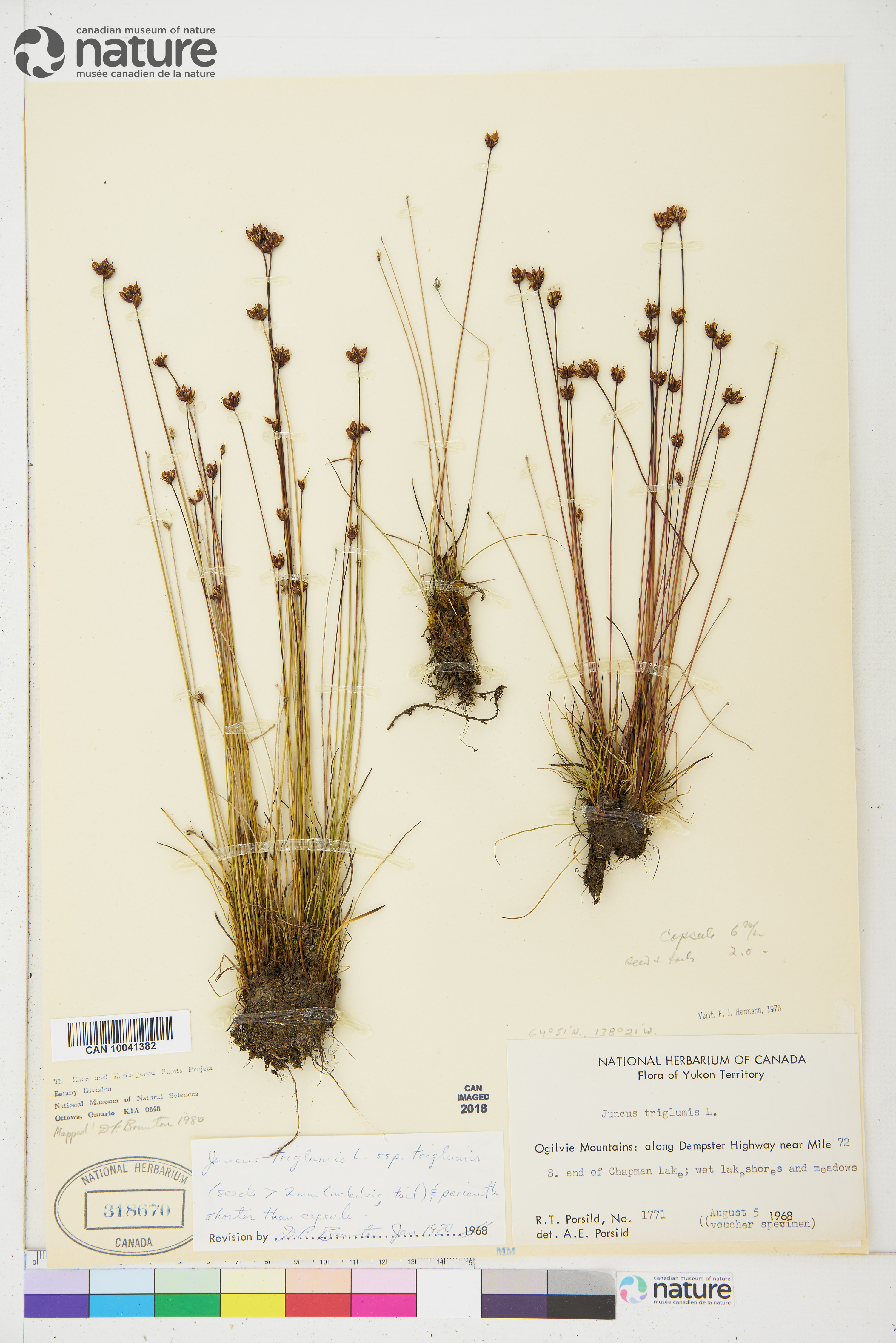 Juncus triglumis subsp. triglumis image