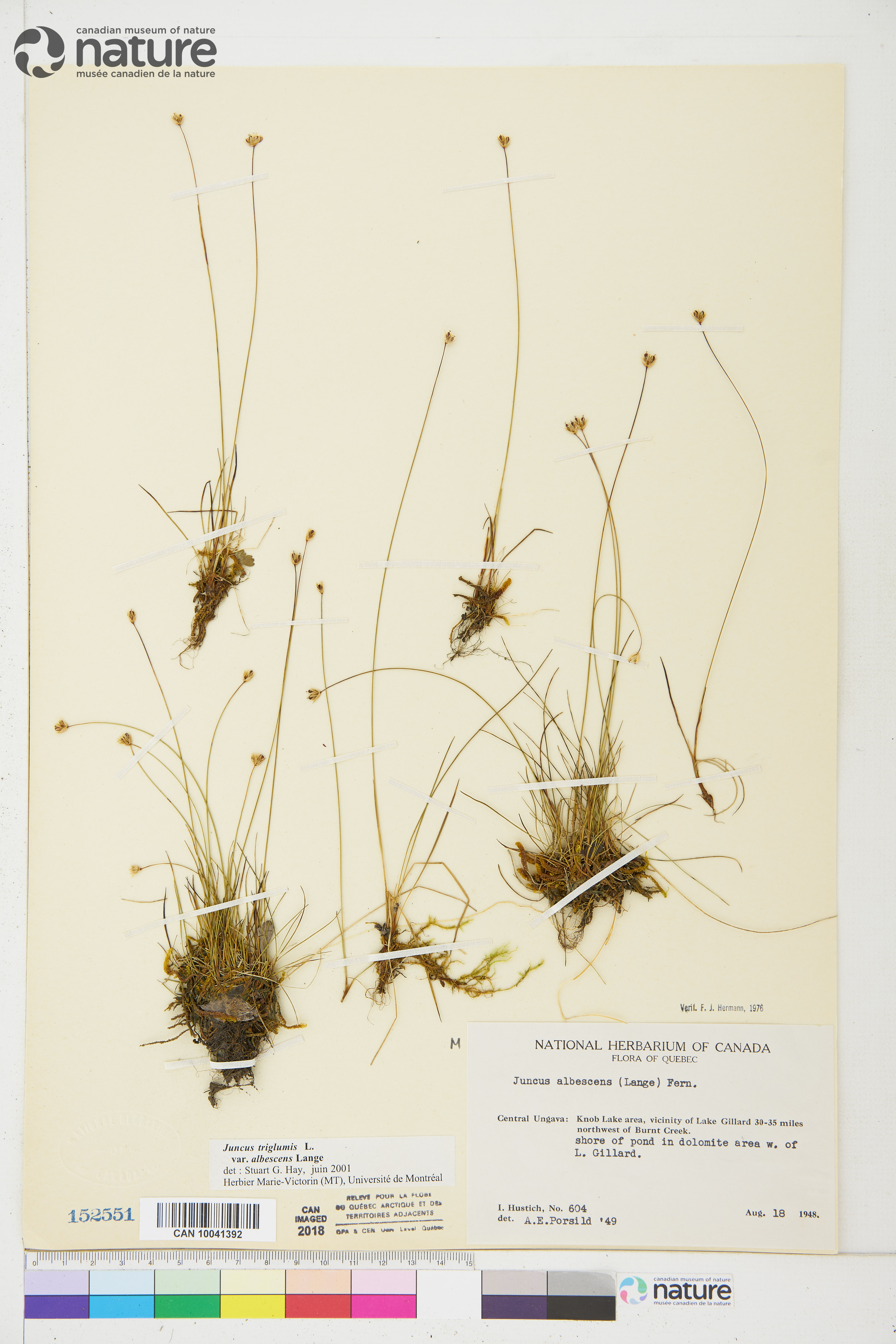 Juncus triglumis var. albescens image