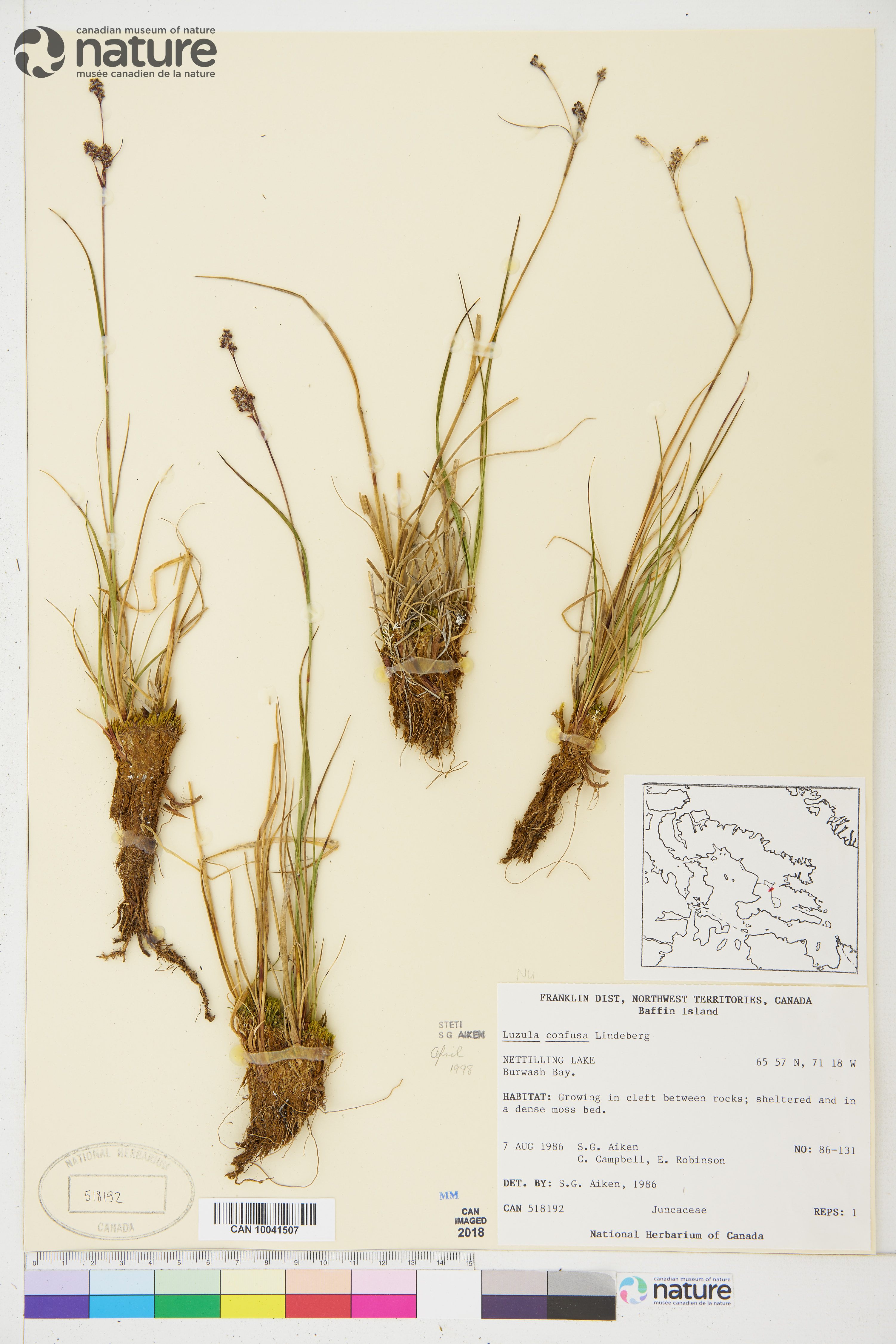 Luzula confusa image