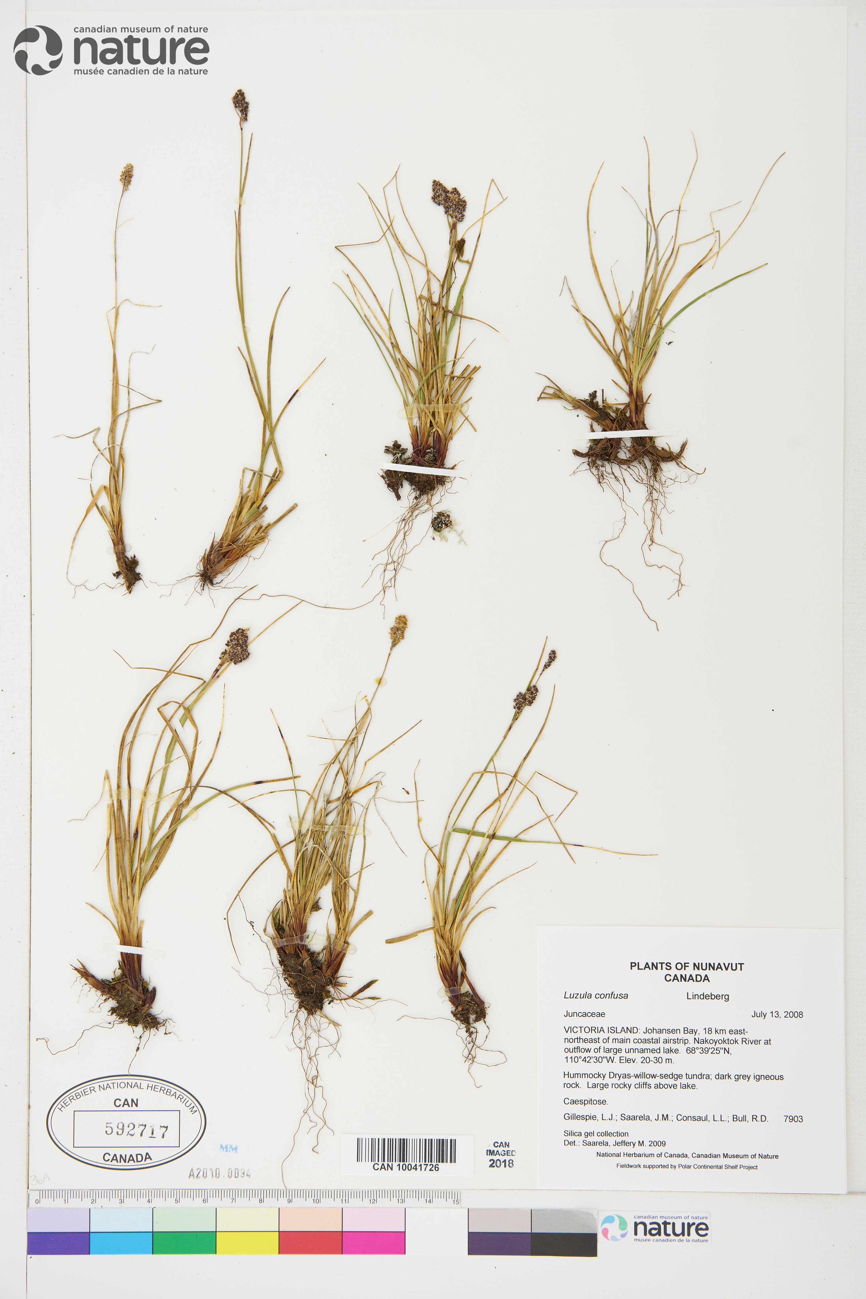 Luzula confusa image