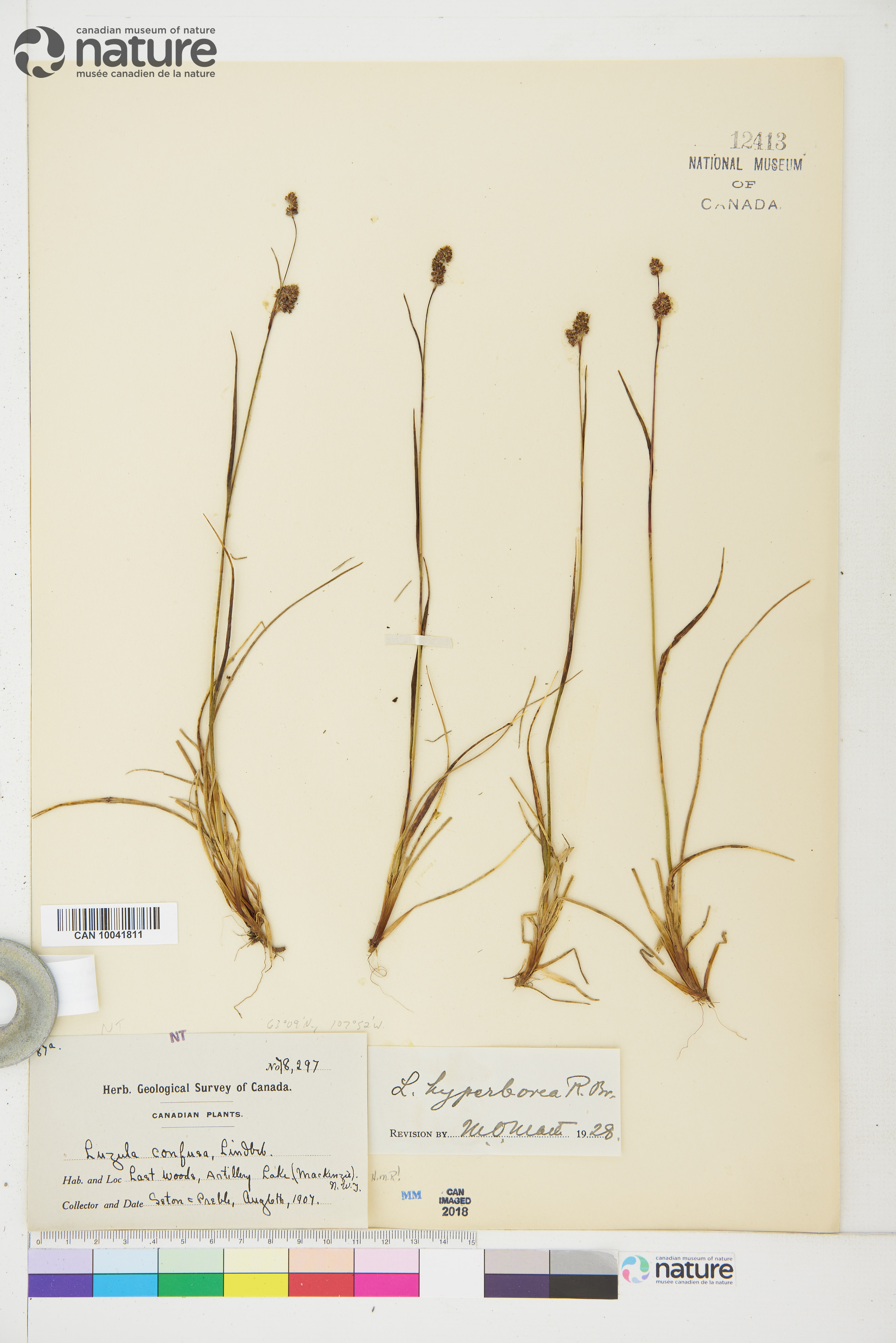 Luzula confusa image