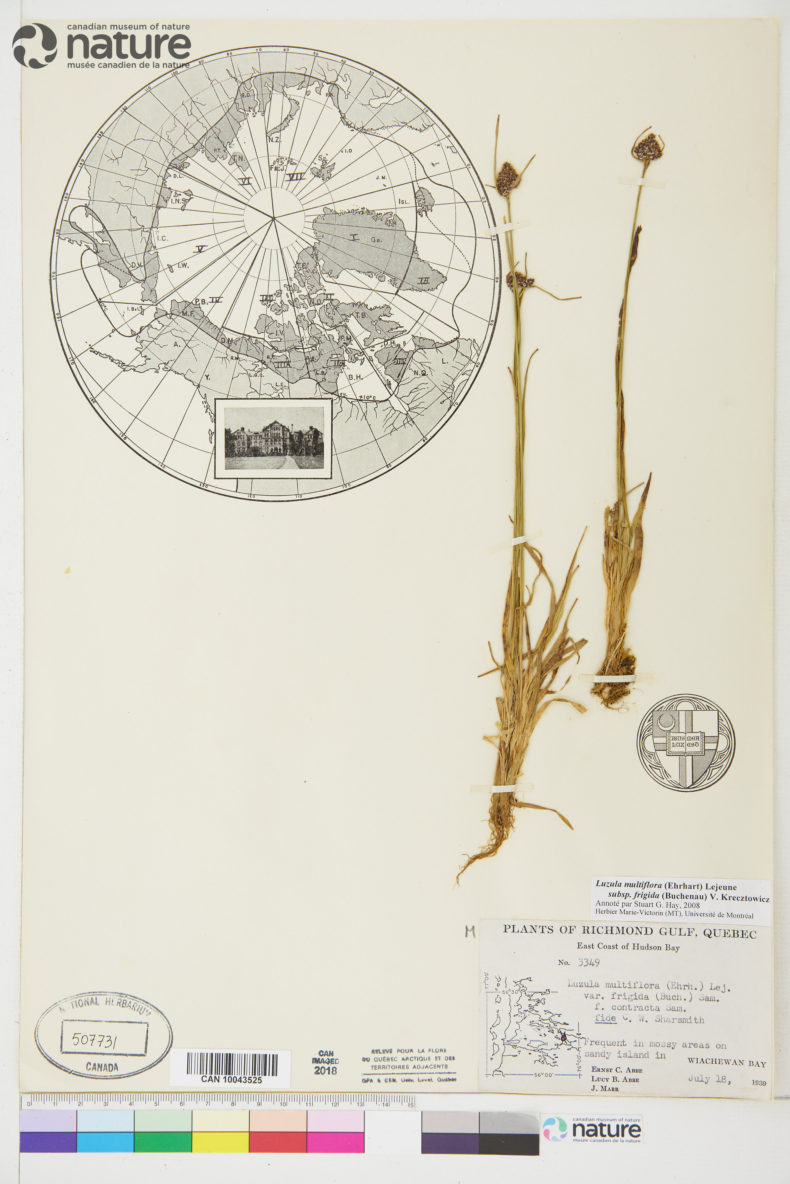 Luzula multiflora subsp. frigida image