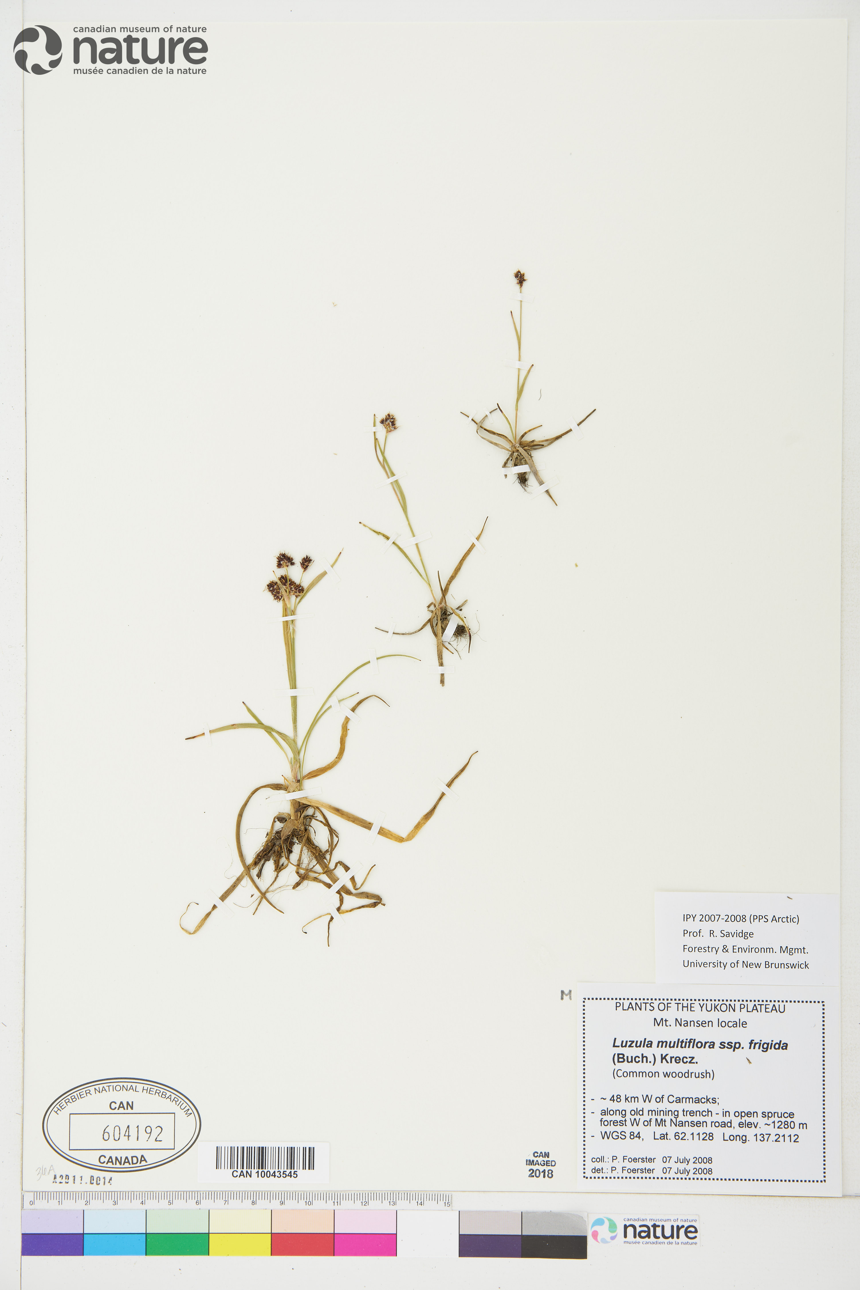 Luzula multiflora subsp. frigida image