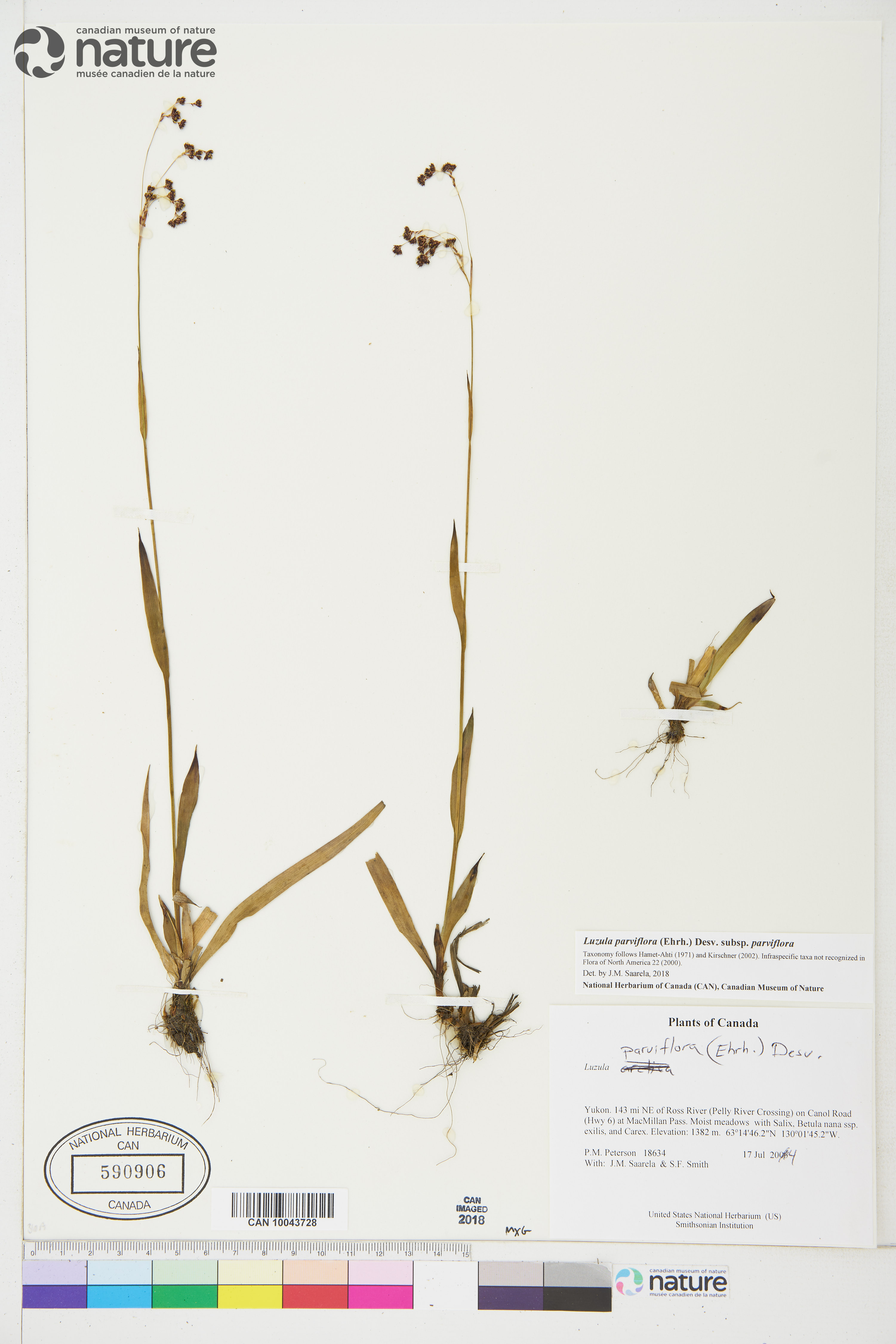 Luzula parviflora subsp. parviflora image