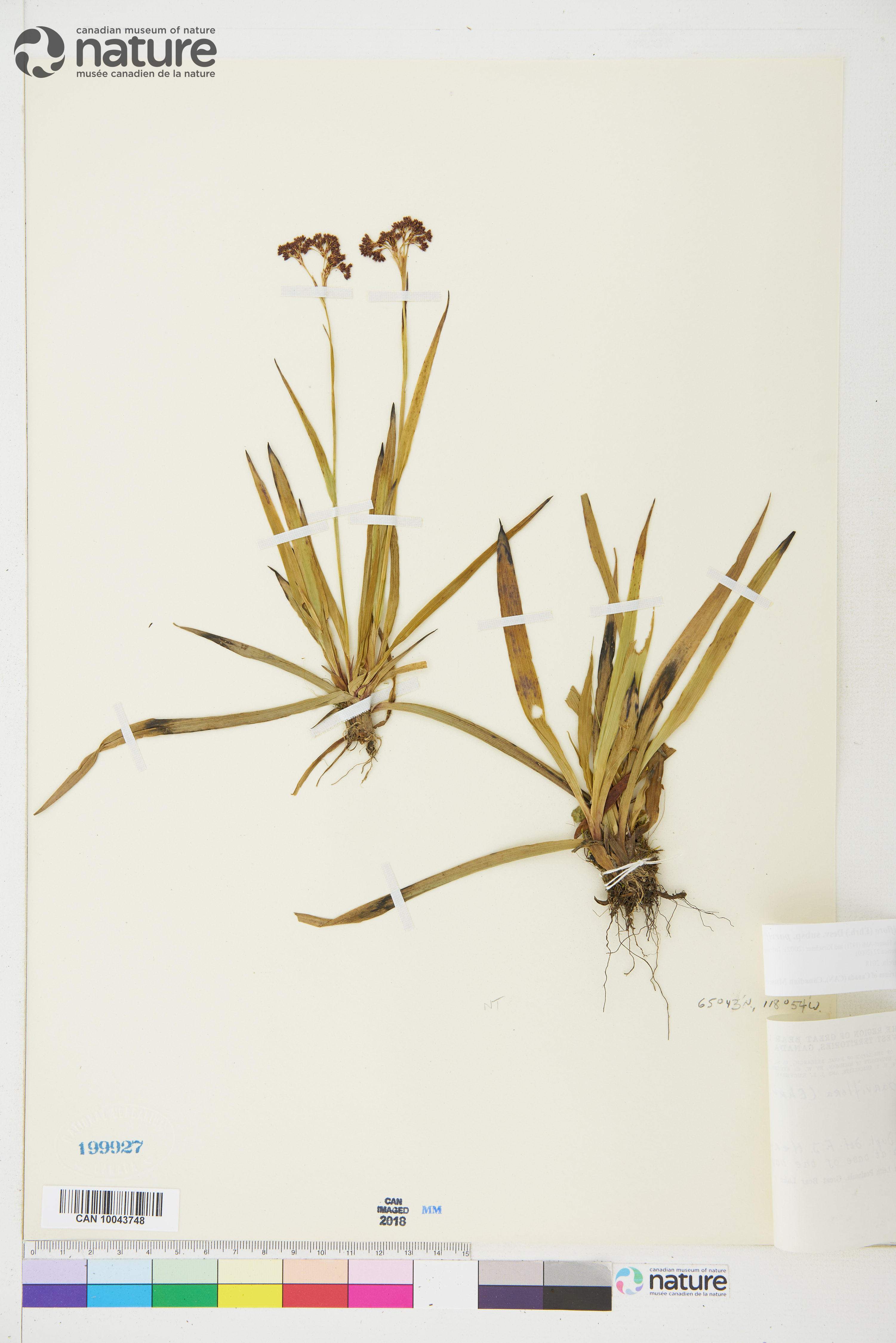 Luzula parviflora subsp. parviflora image