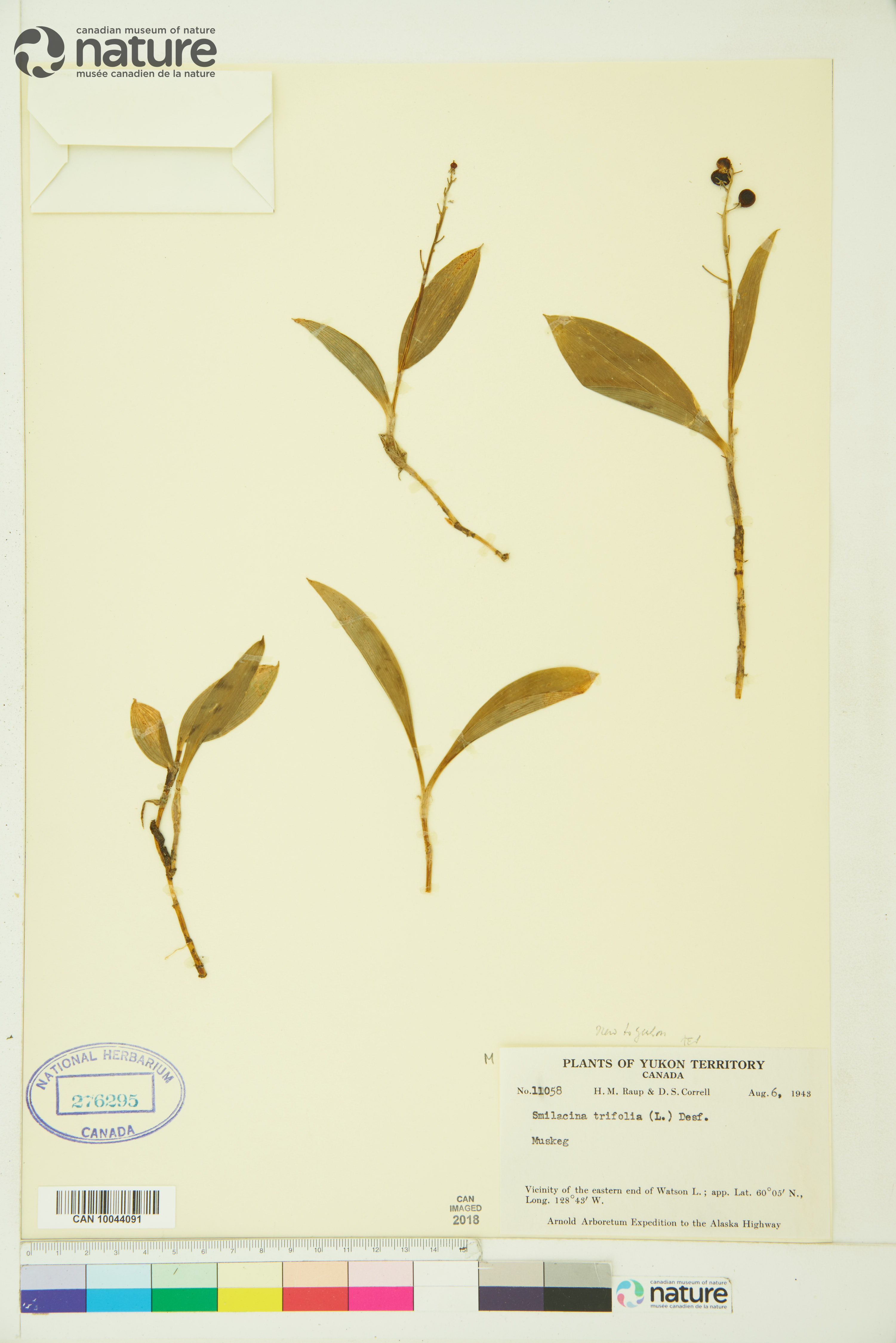 Maianthemum trifolium image