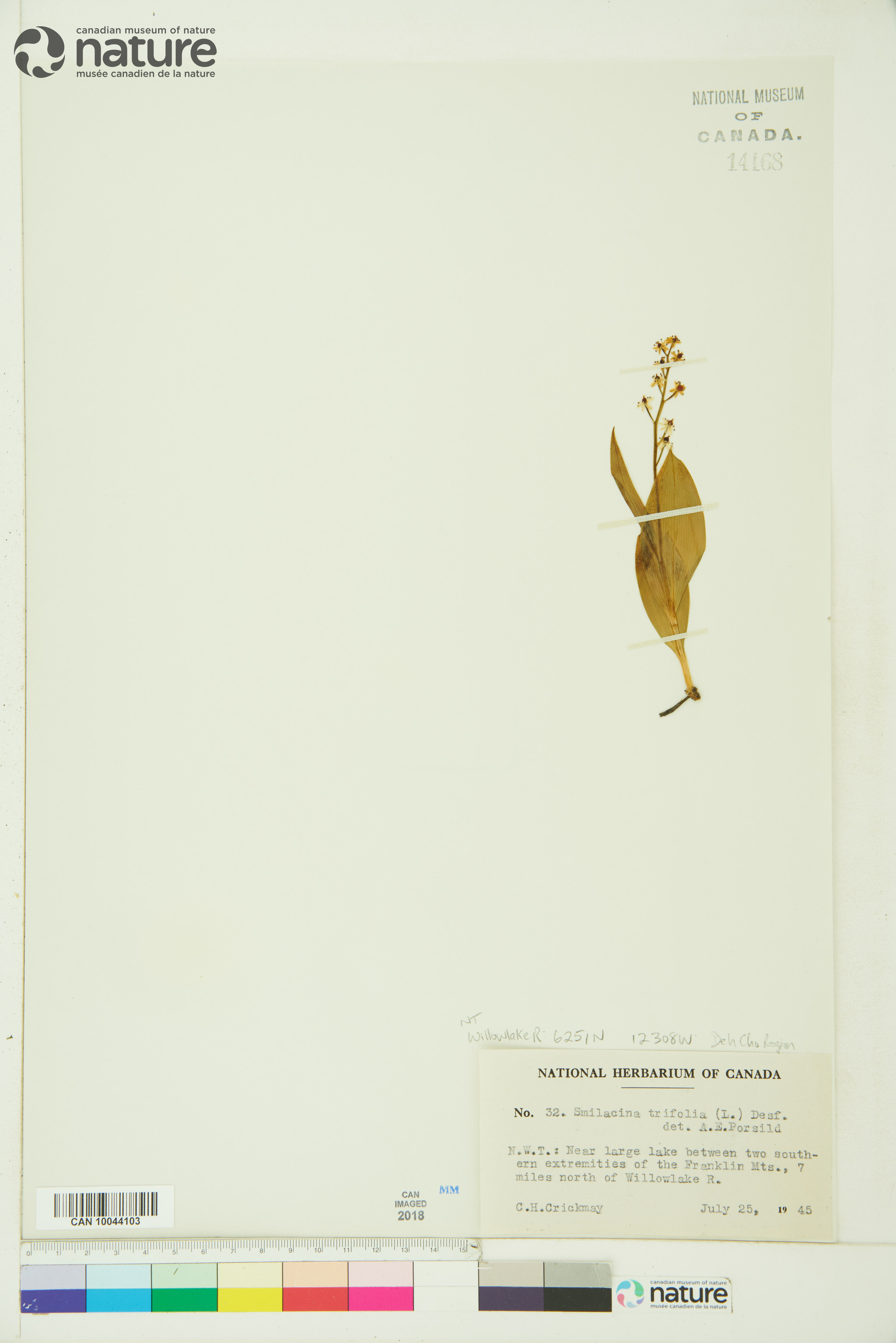 Maianthemum trifolium image