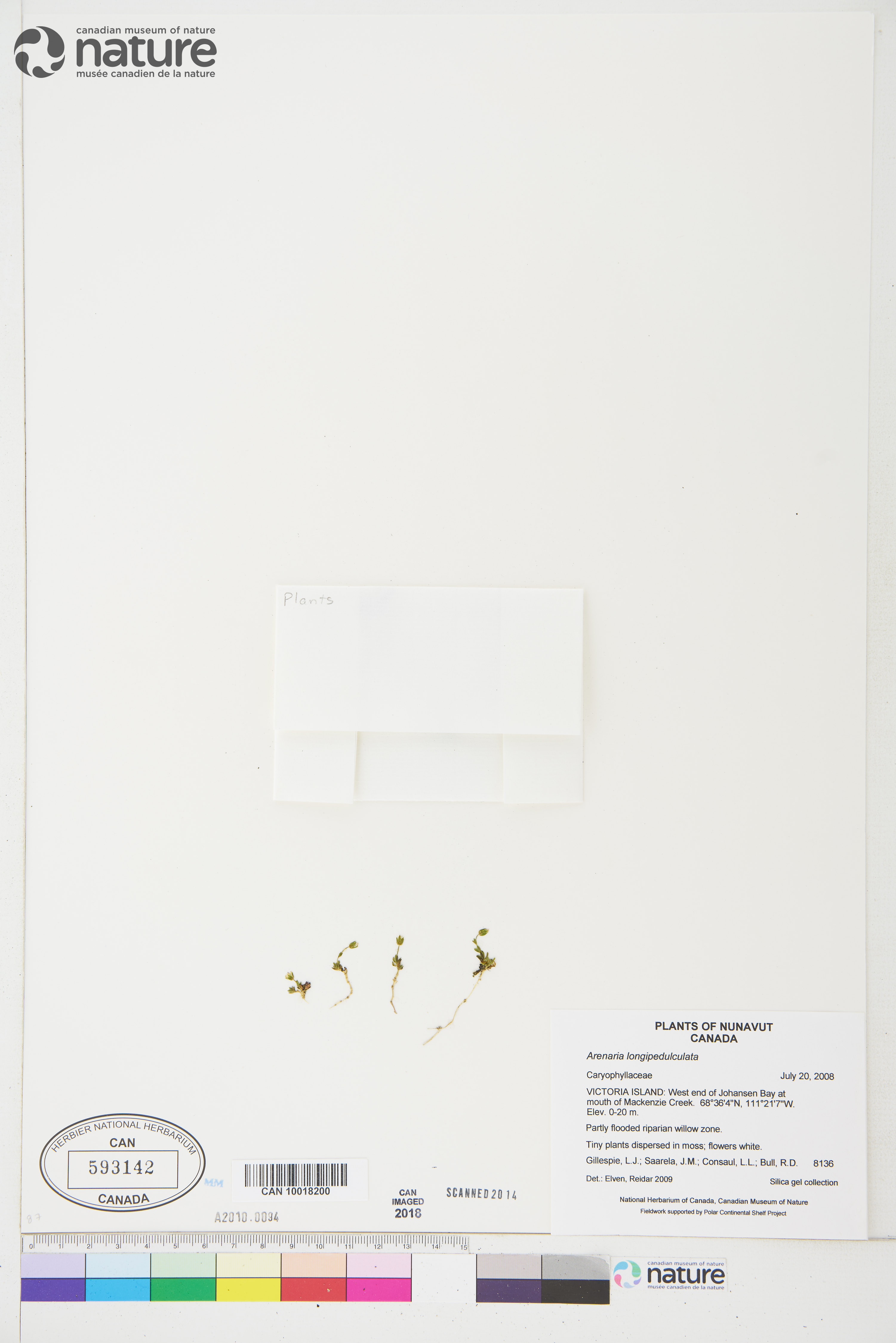 Arenaria longipedunculata image