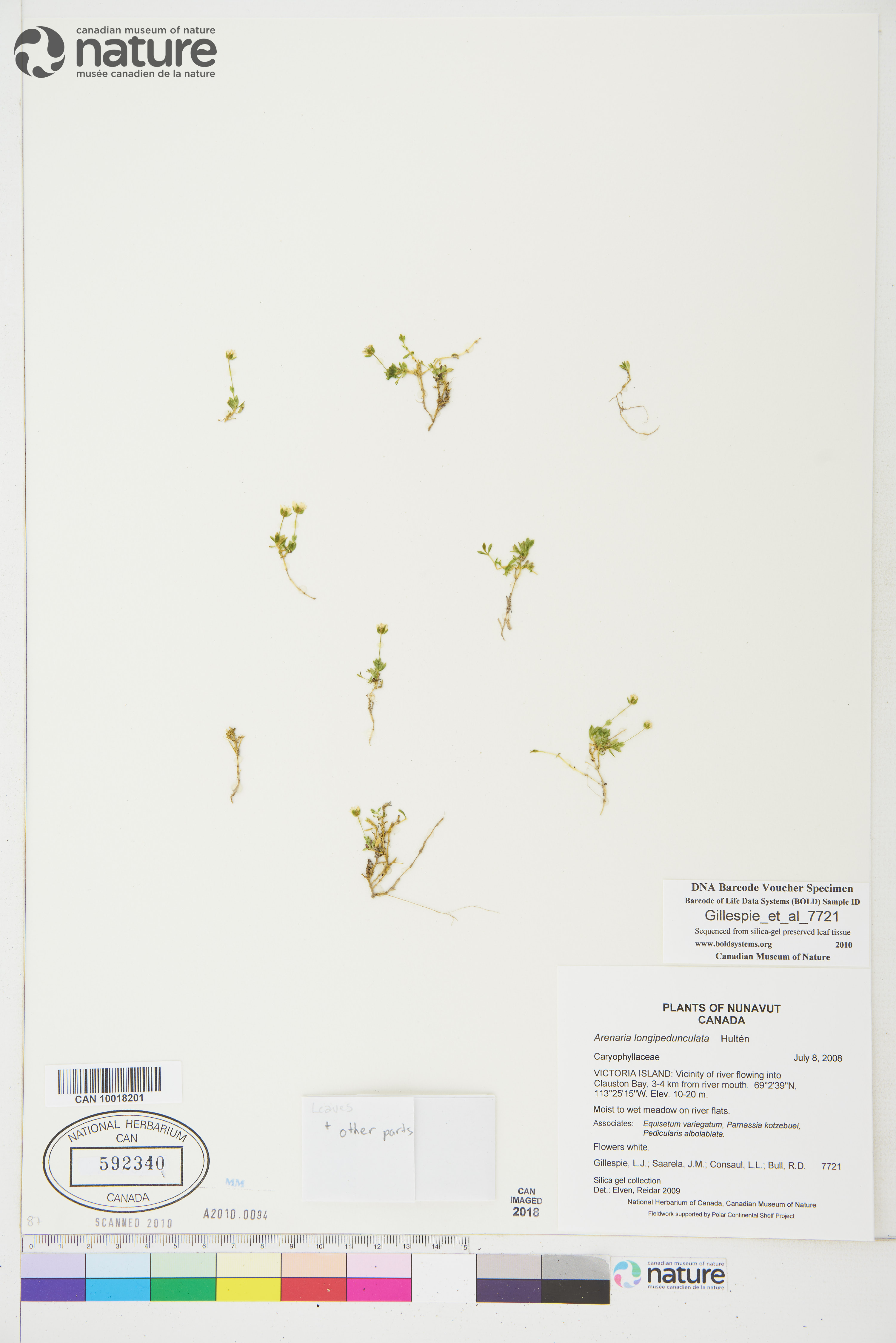 Arenaria longipedunculata image