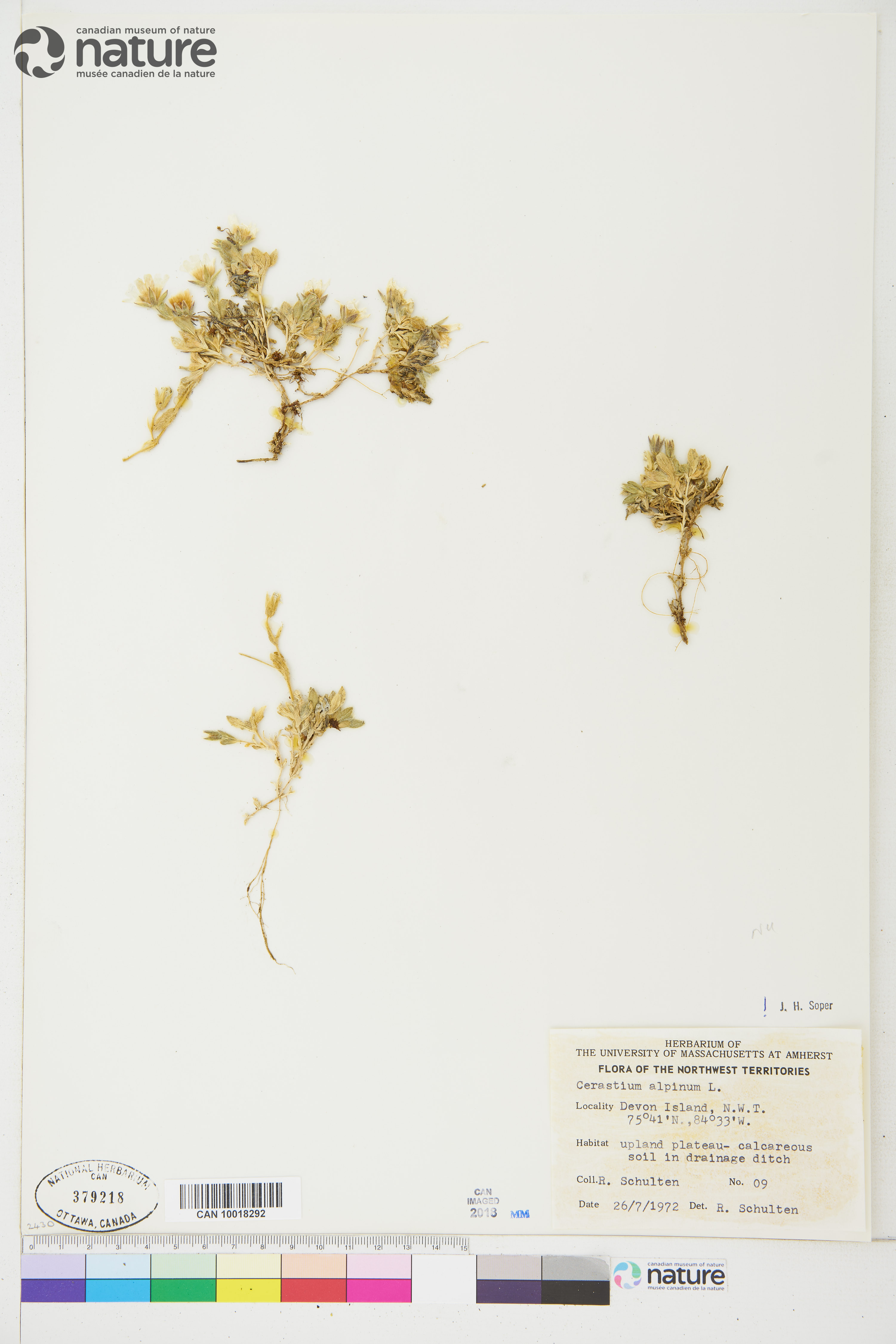 Cerastium alpinum image