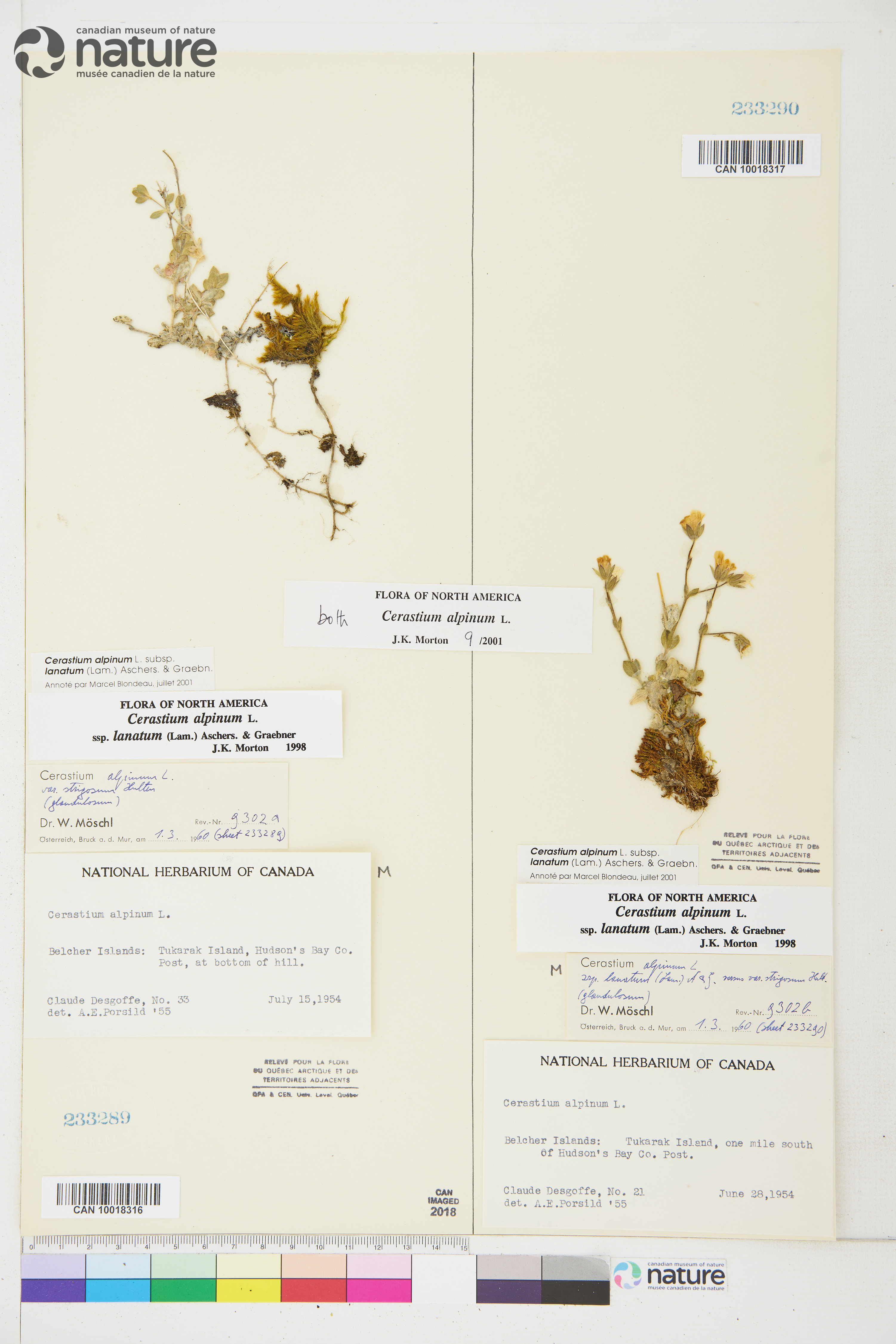 Cerastium alpinum image