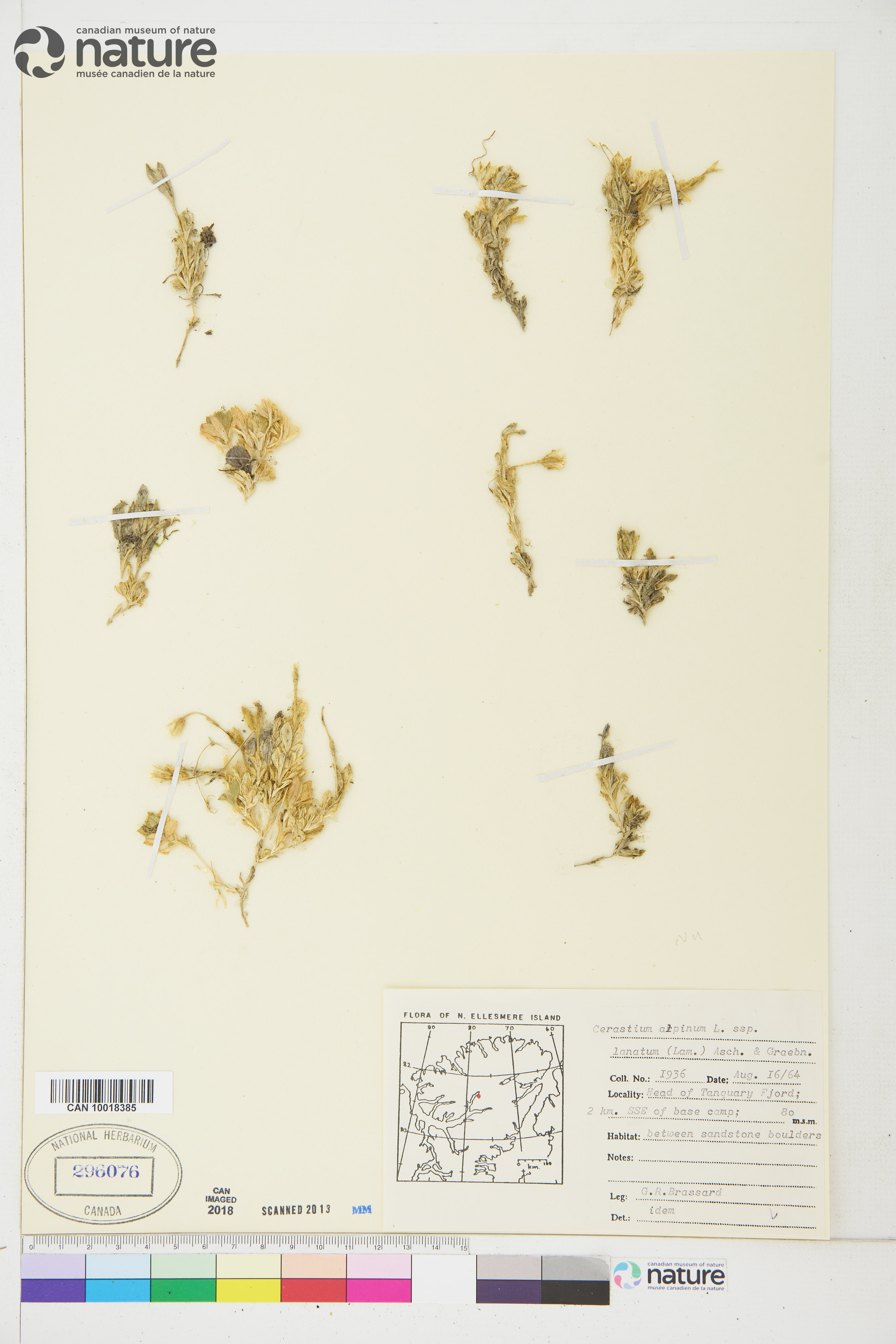 Cerastium alpinum subsp. lanatum image