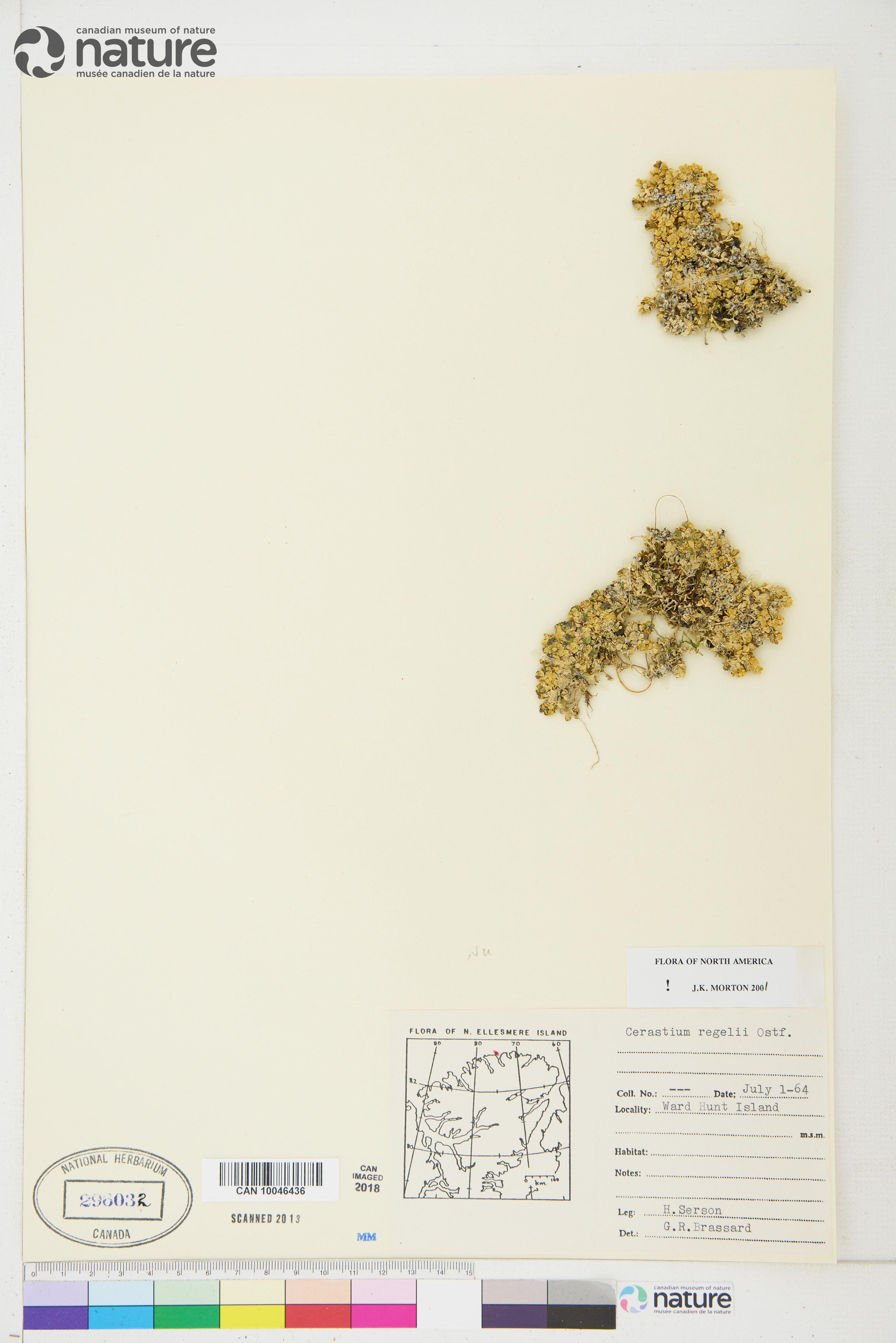 Cerastium regelii image