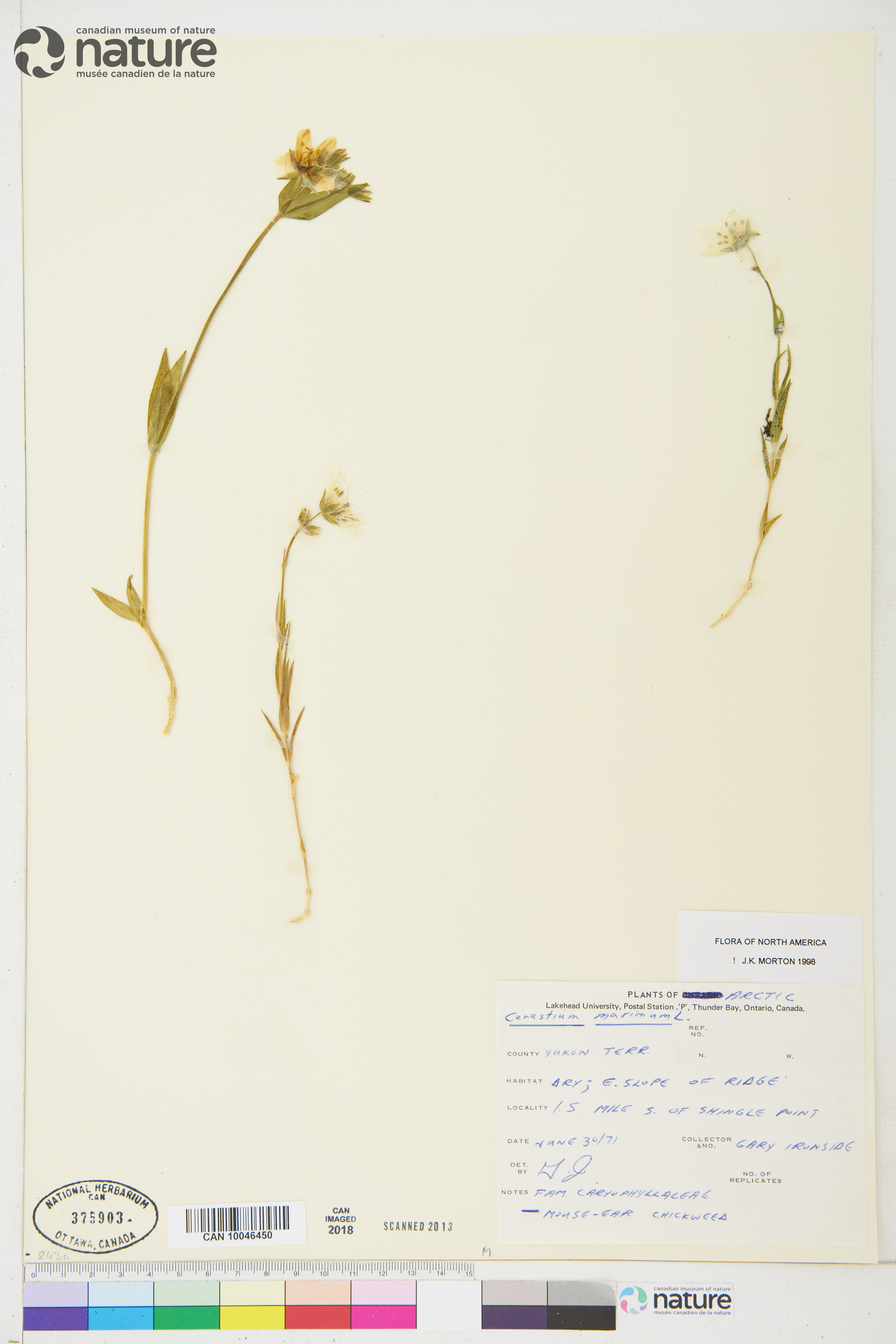 Cerastium maximum image