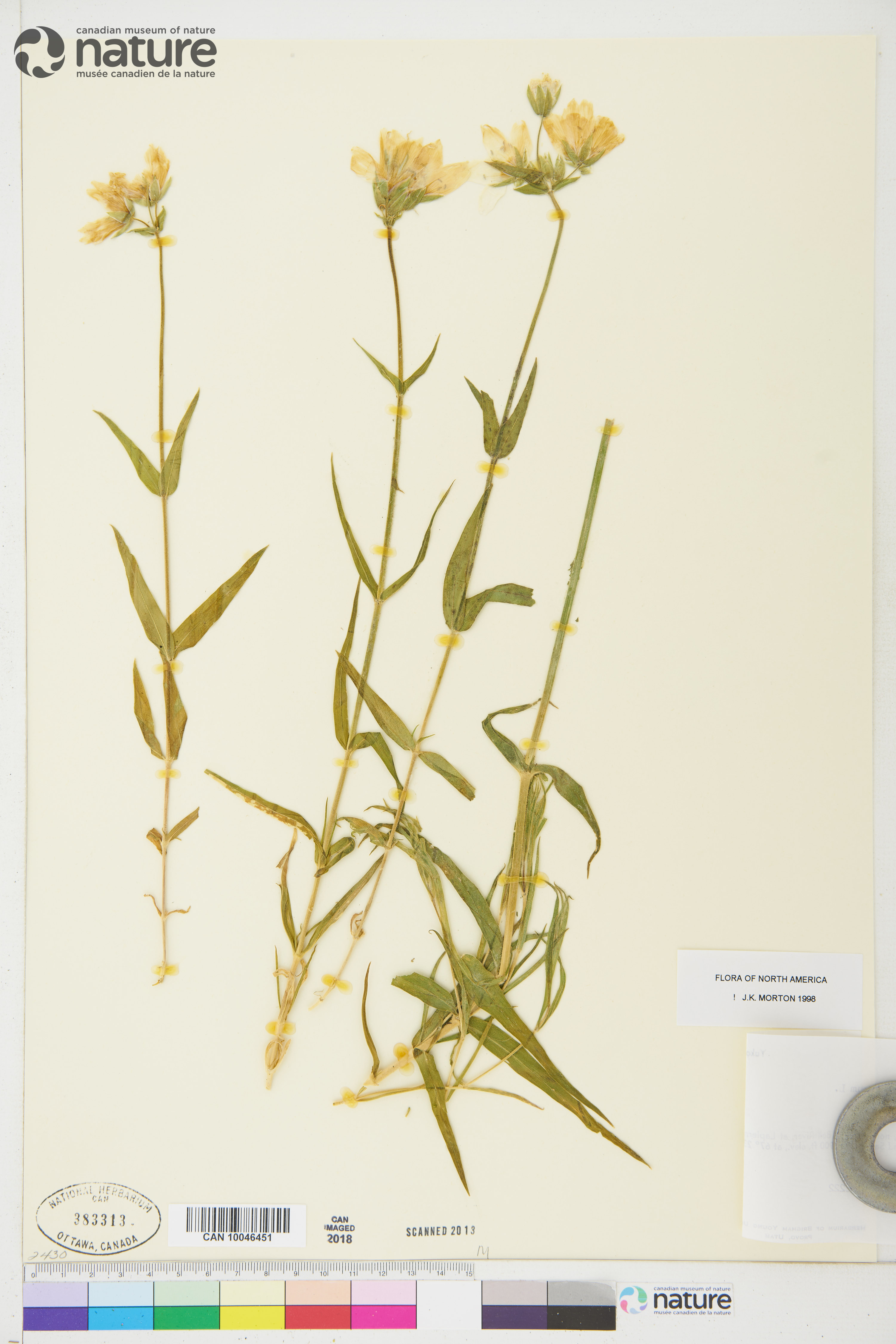Cerastium maximum image