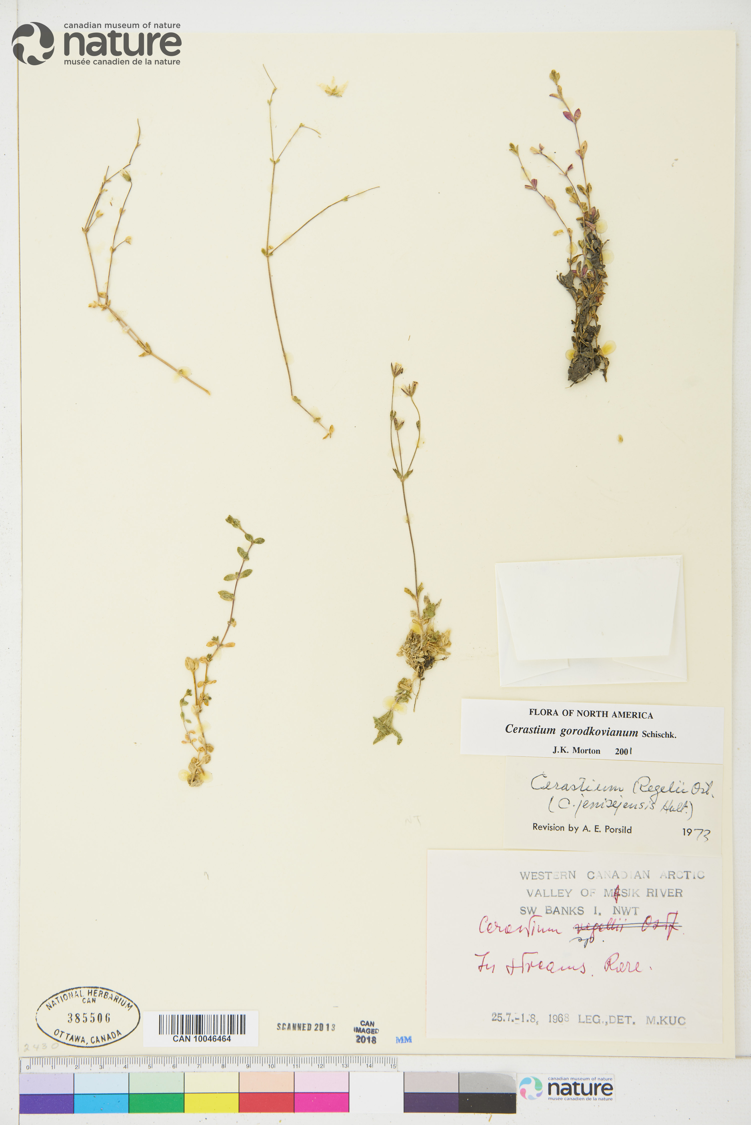 Cerastium gorodkovianum image