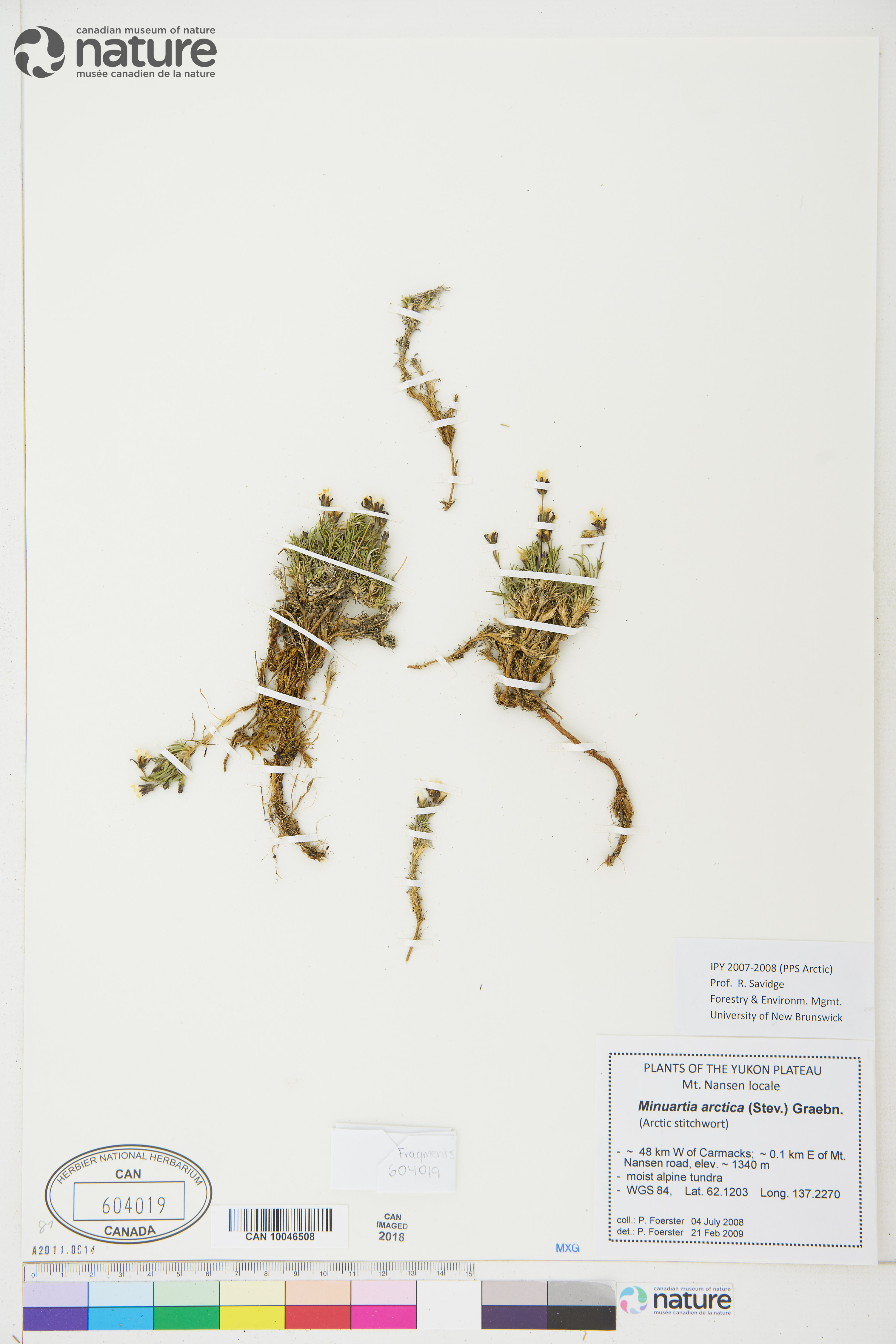 Cherleria arctica image