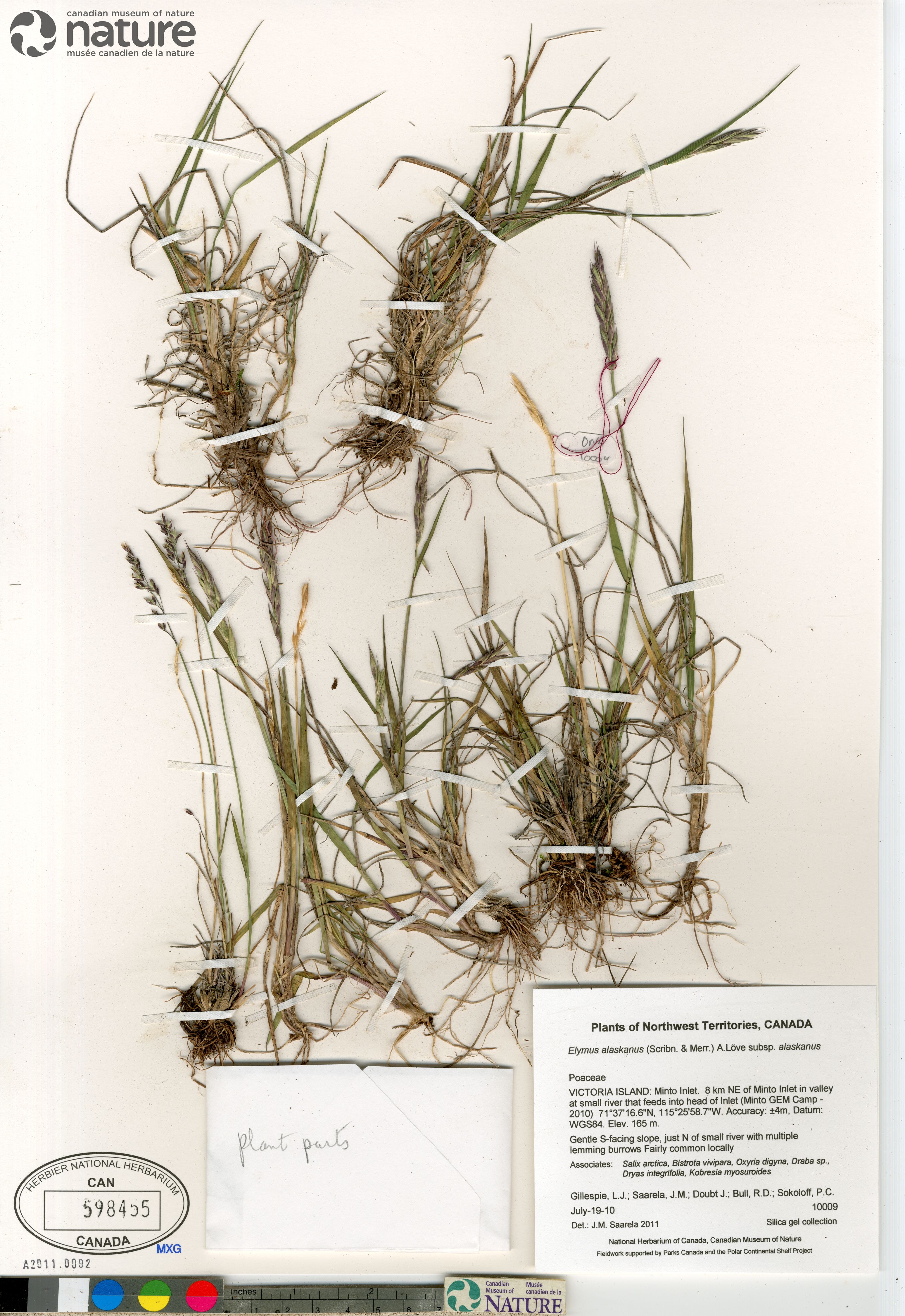 Elymus alaskanus subsp. alaskanus image
