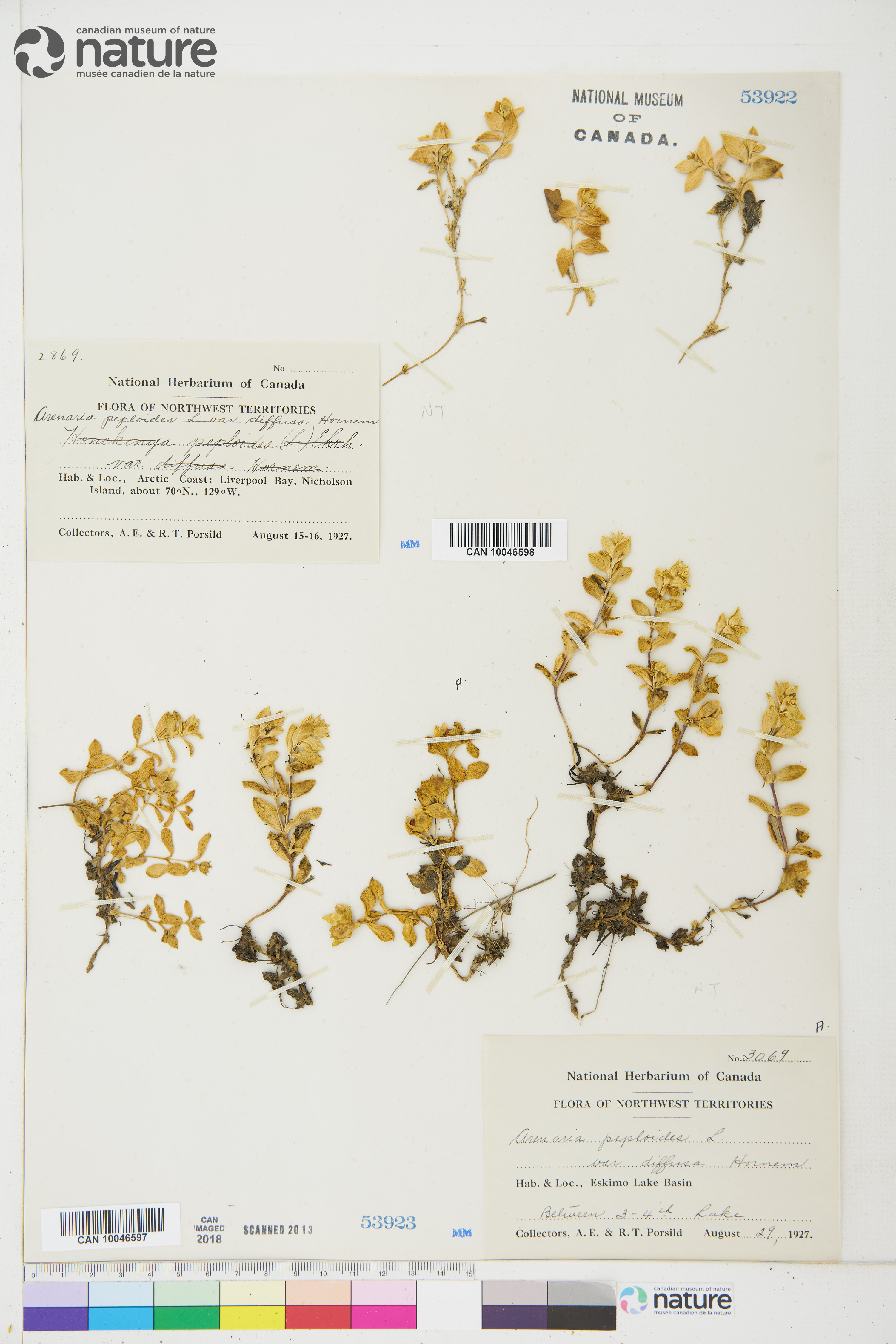 Honckenya peploides subsp. diffusa image