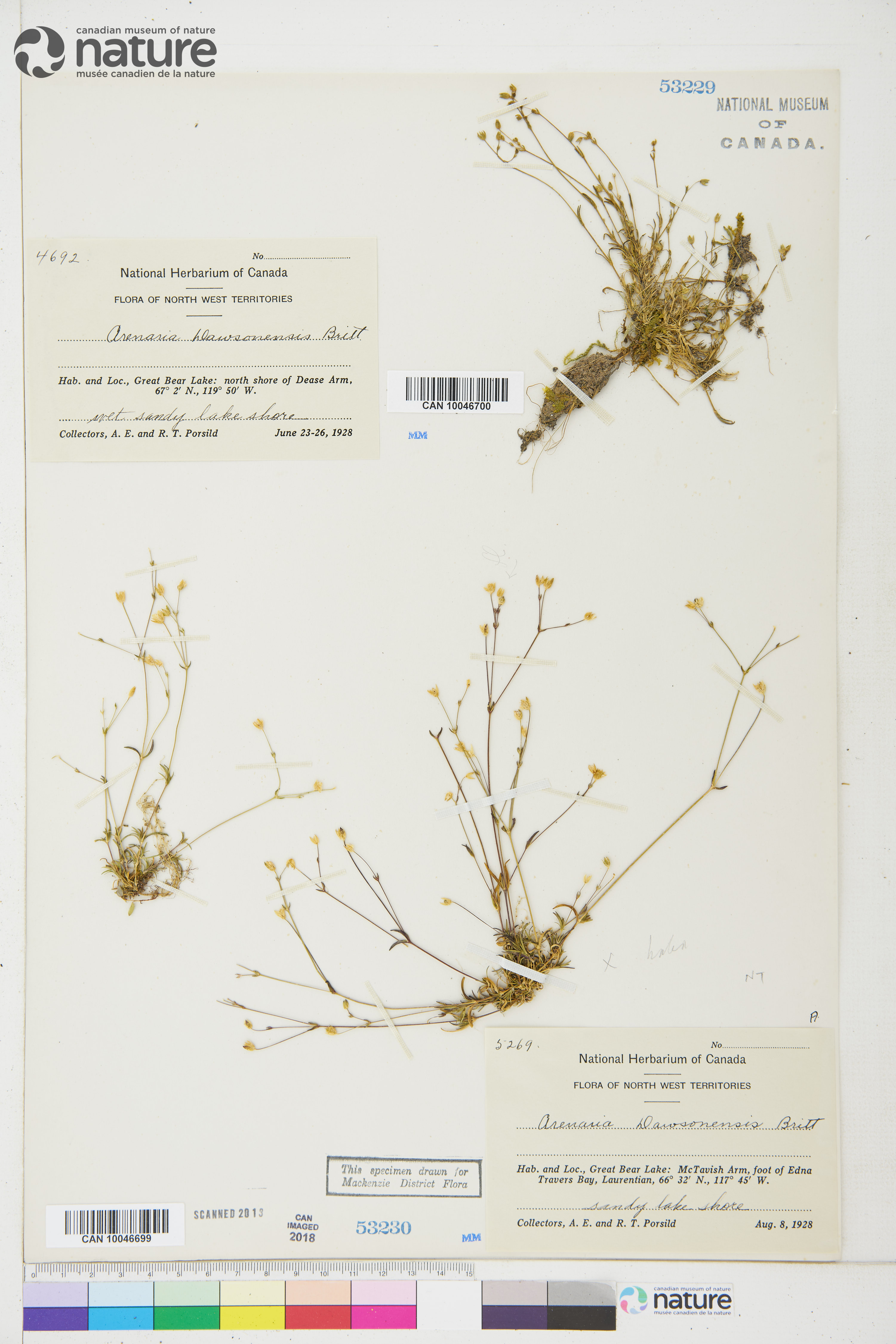 Sabulina dawsonensis image