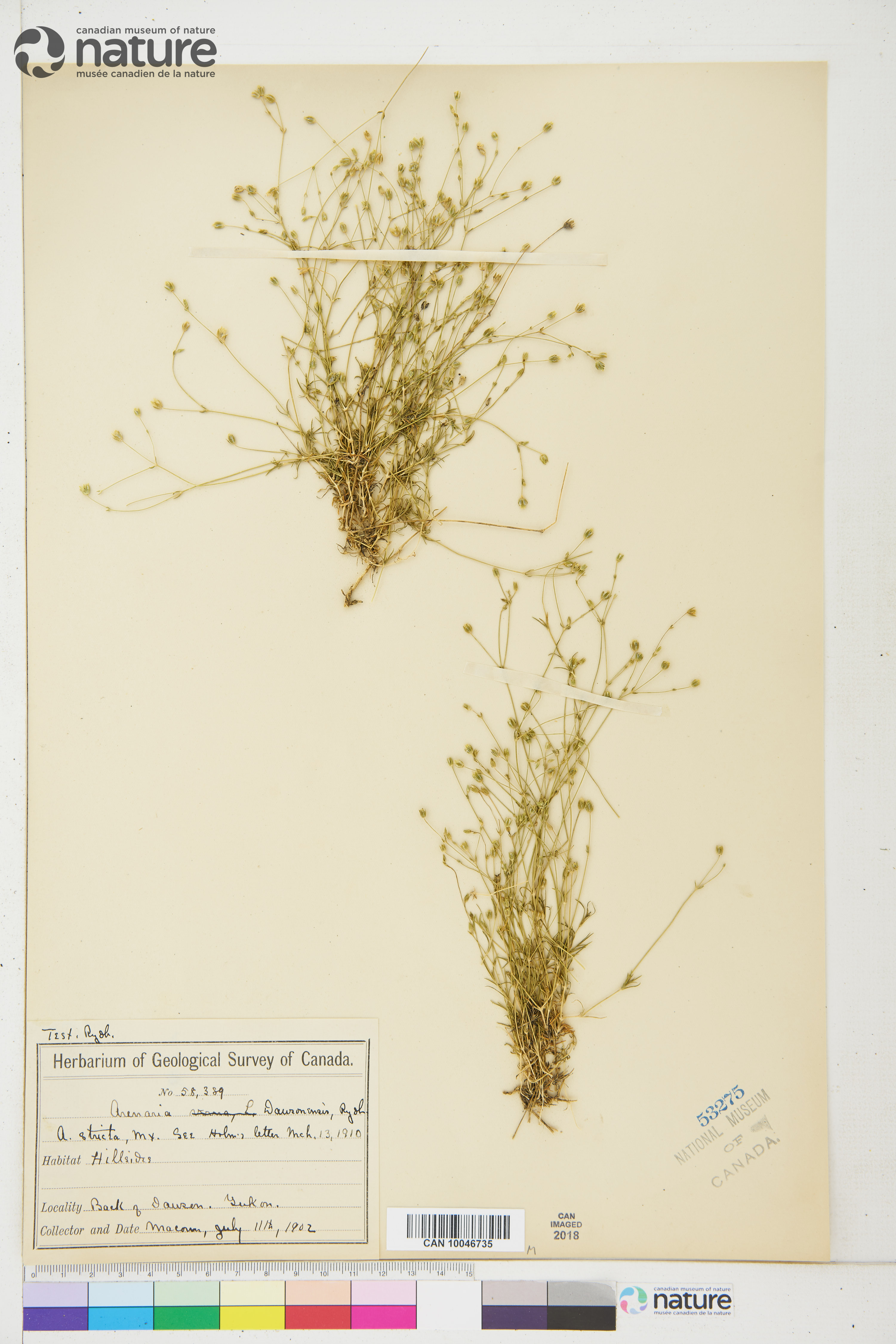 Sabulina dawsonensis image