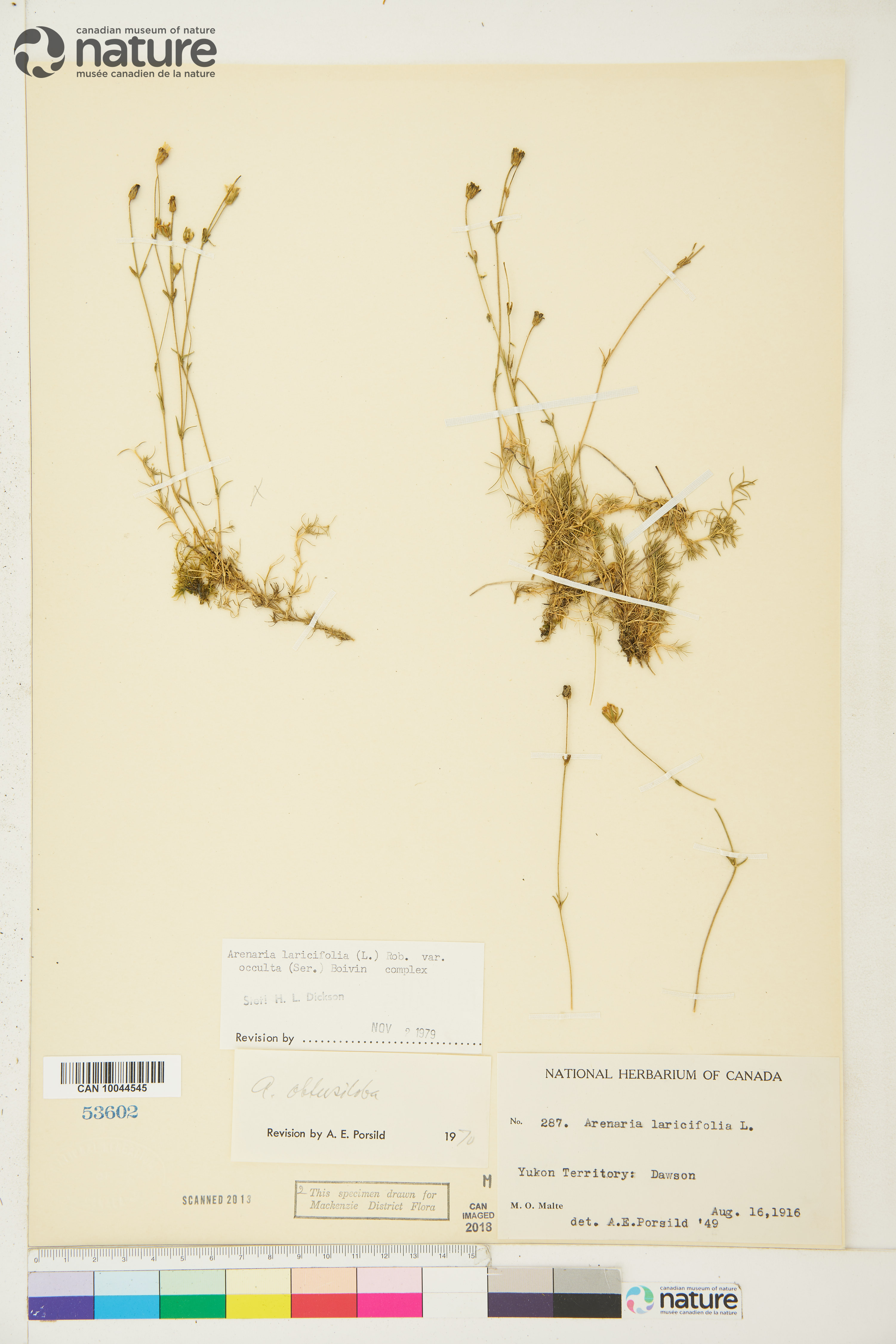 Cherleria yukonensis image