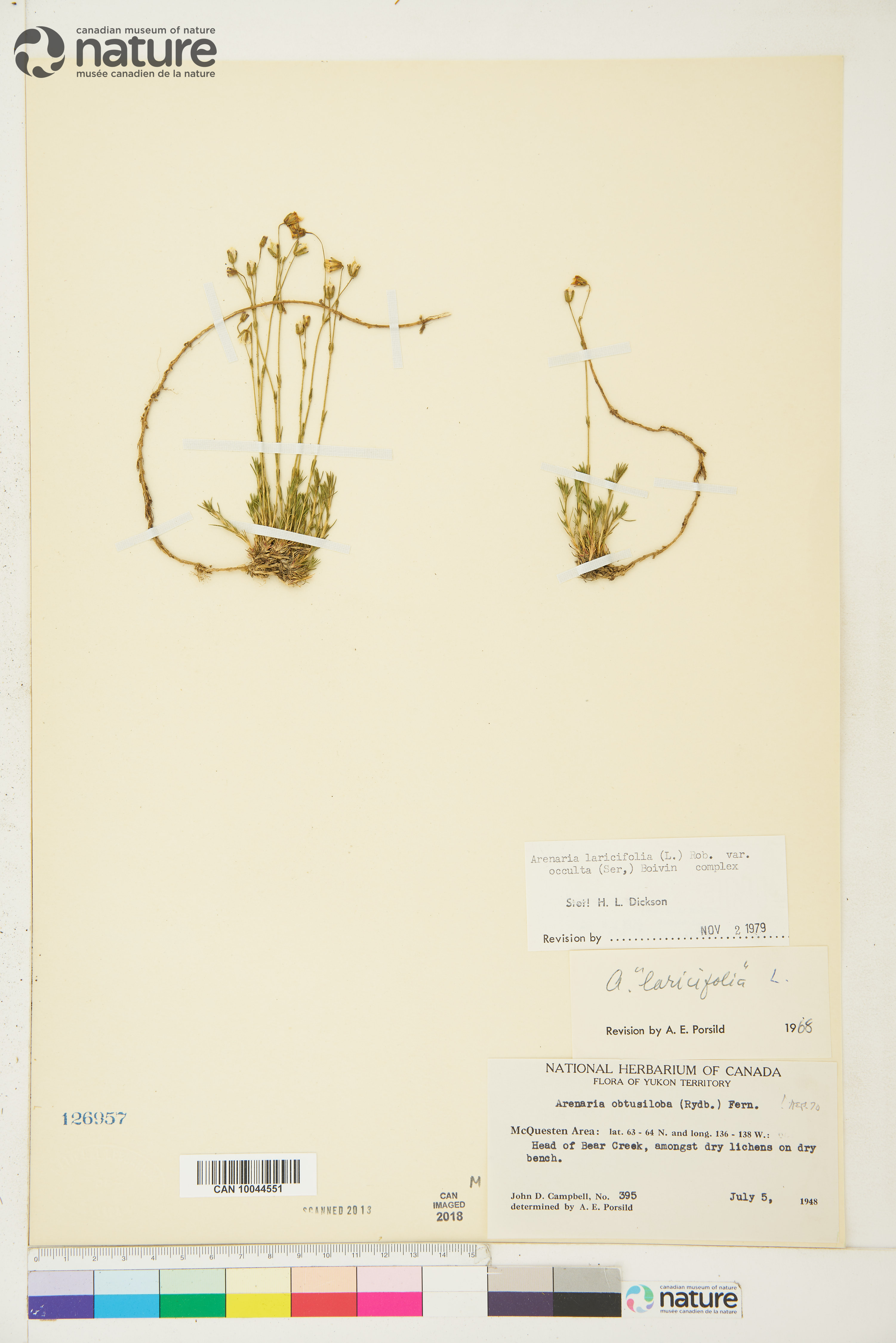 Cherleria yukonensis image