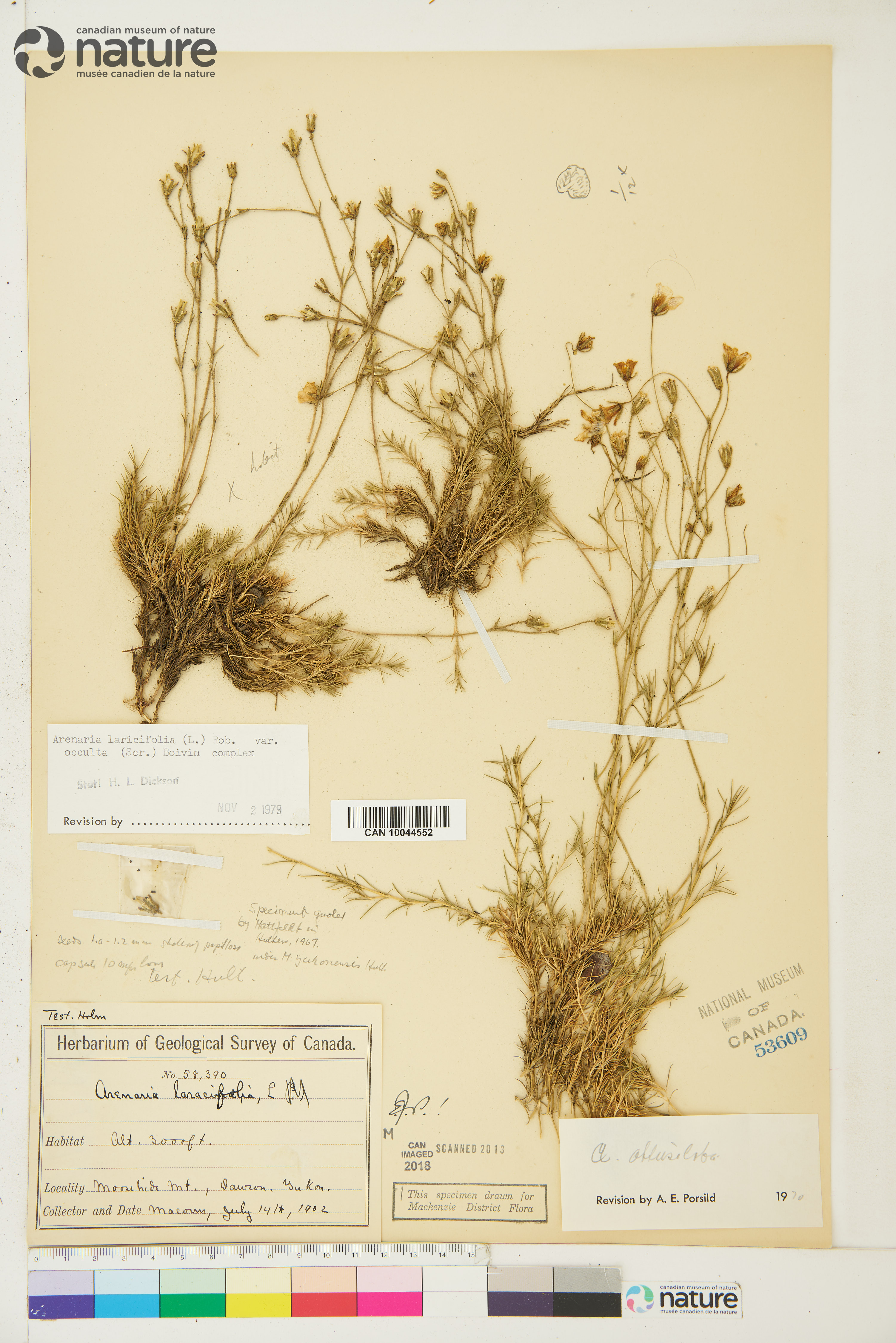 Cherleria yukonensis image