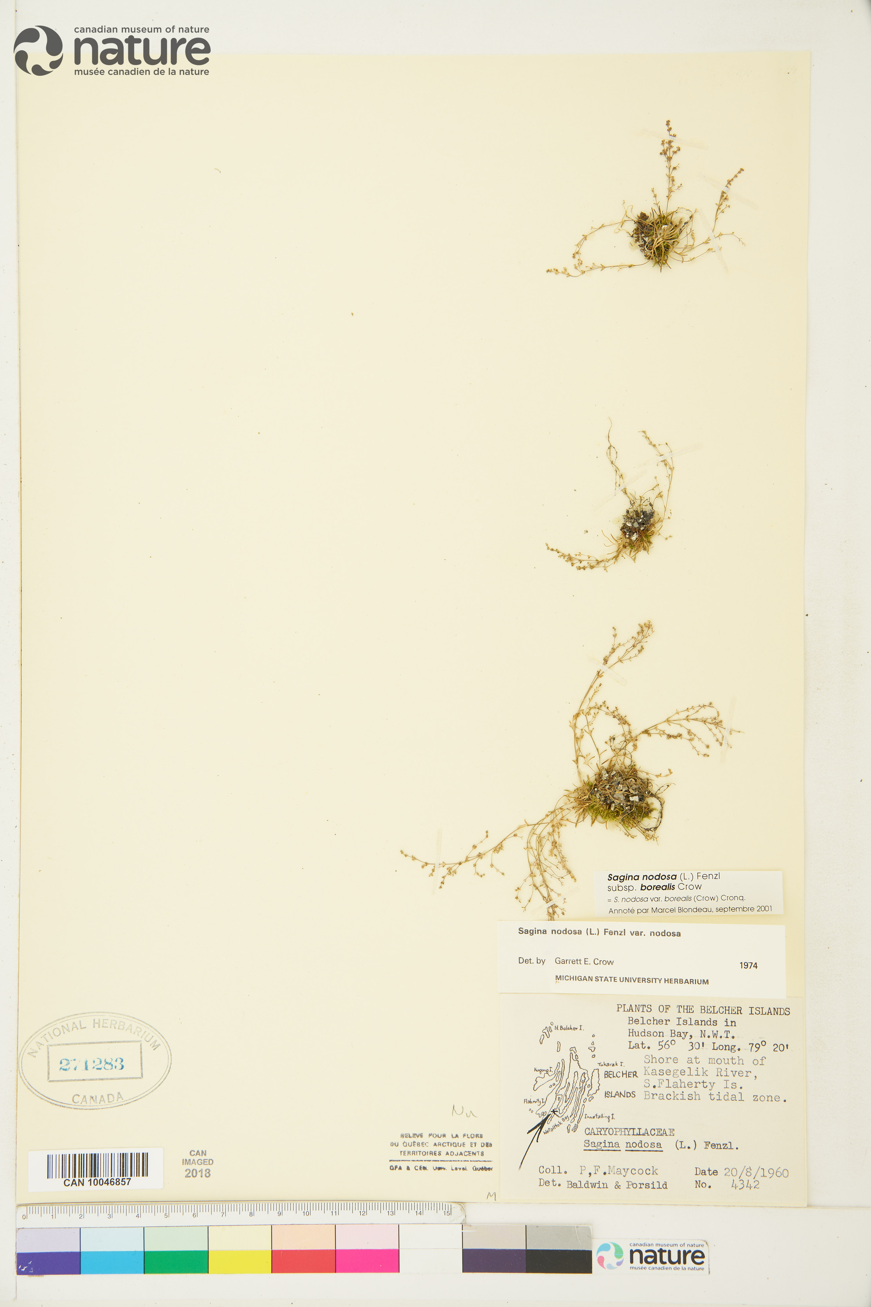 Sagina nodosa subsp. borealis image