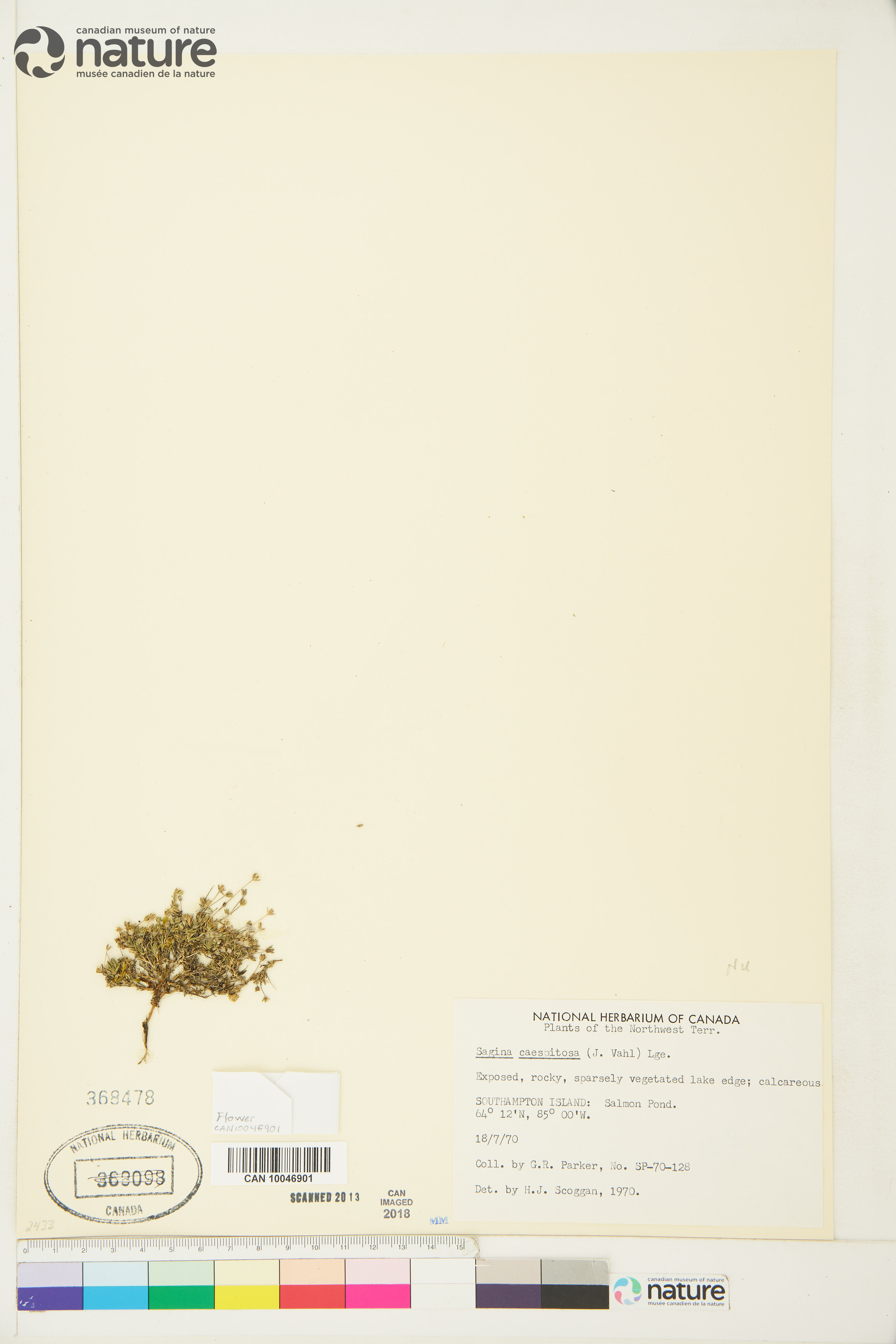 Sagina caespitosa image