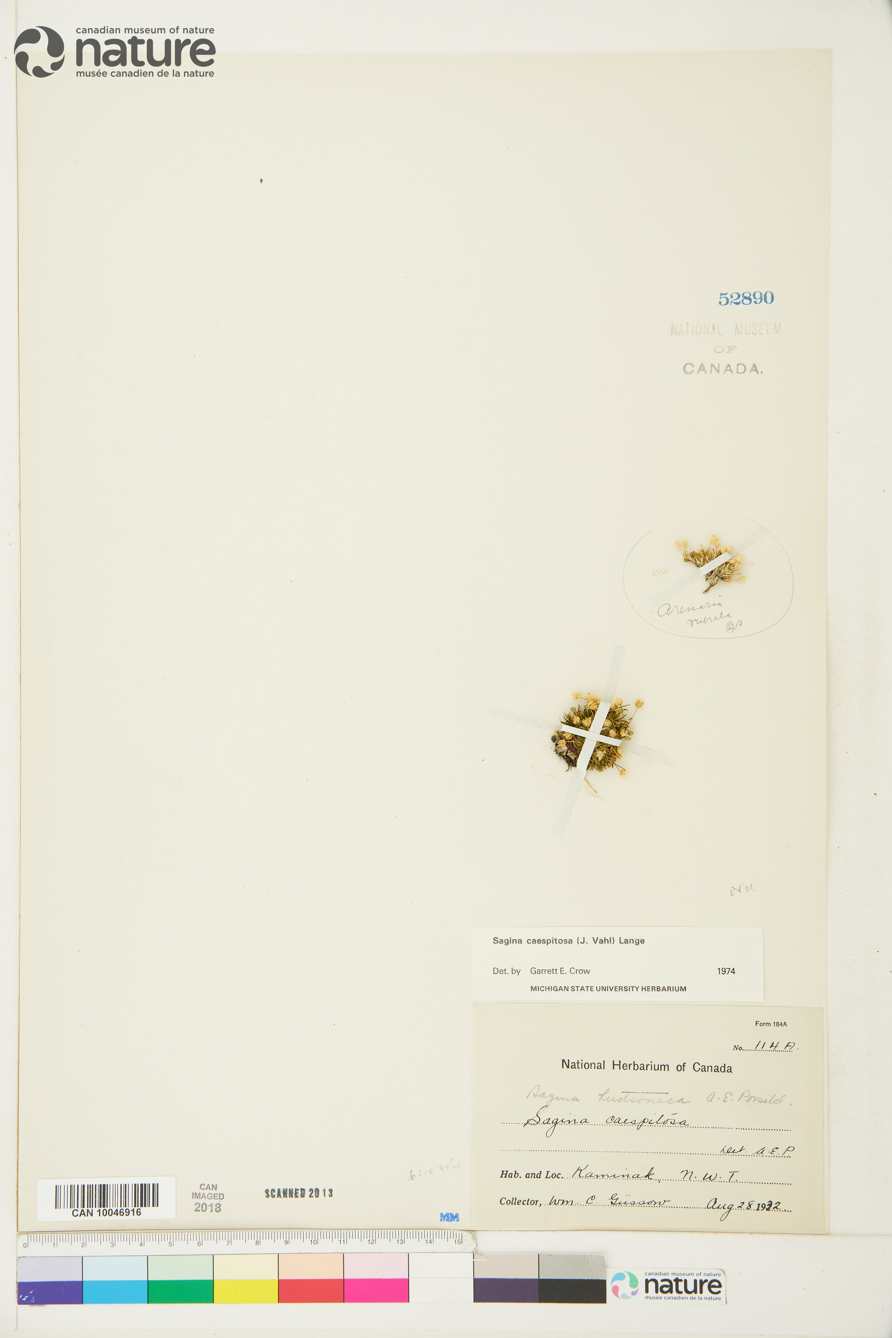 Sagina caespitosa image