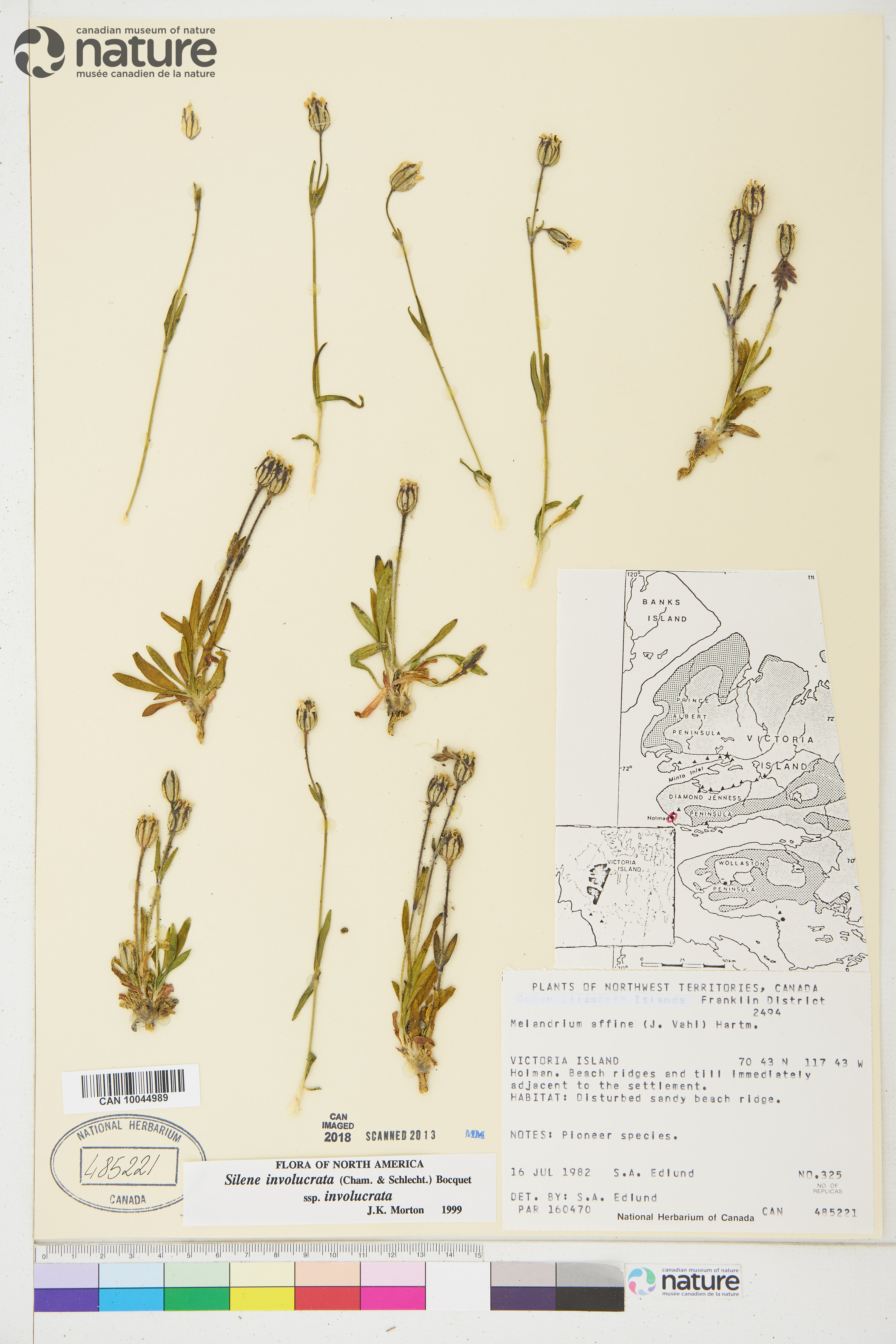 Silene involucrata subsp. involucrata image