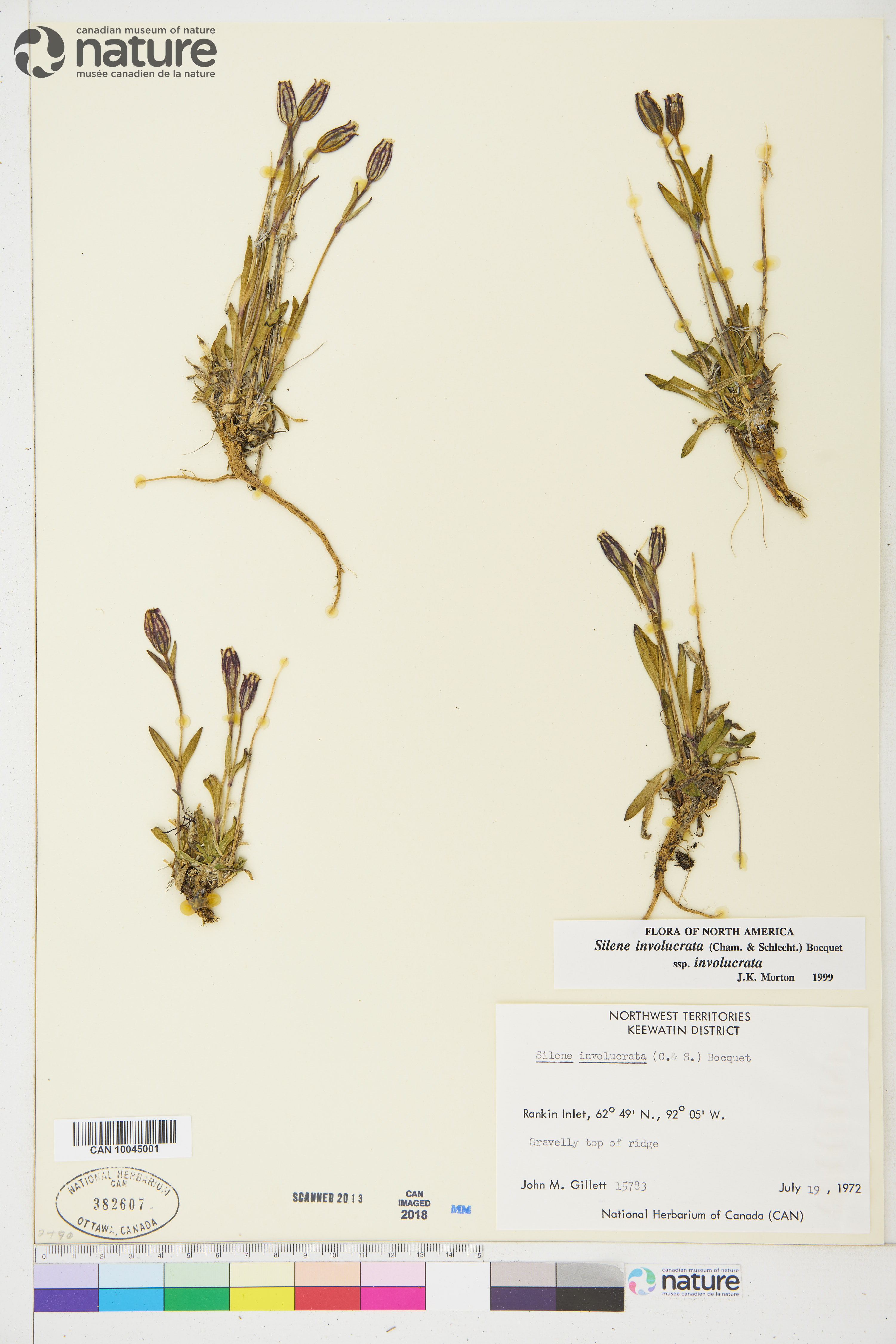 Silene involucrata subsp. involucrata image