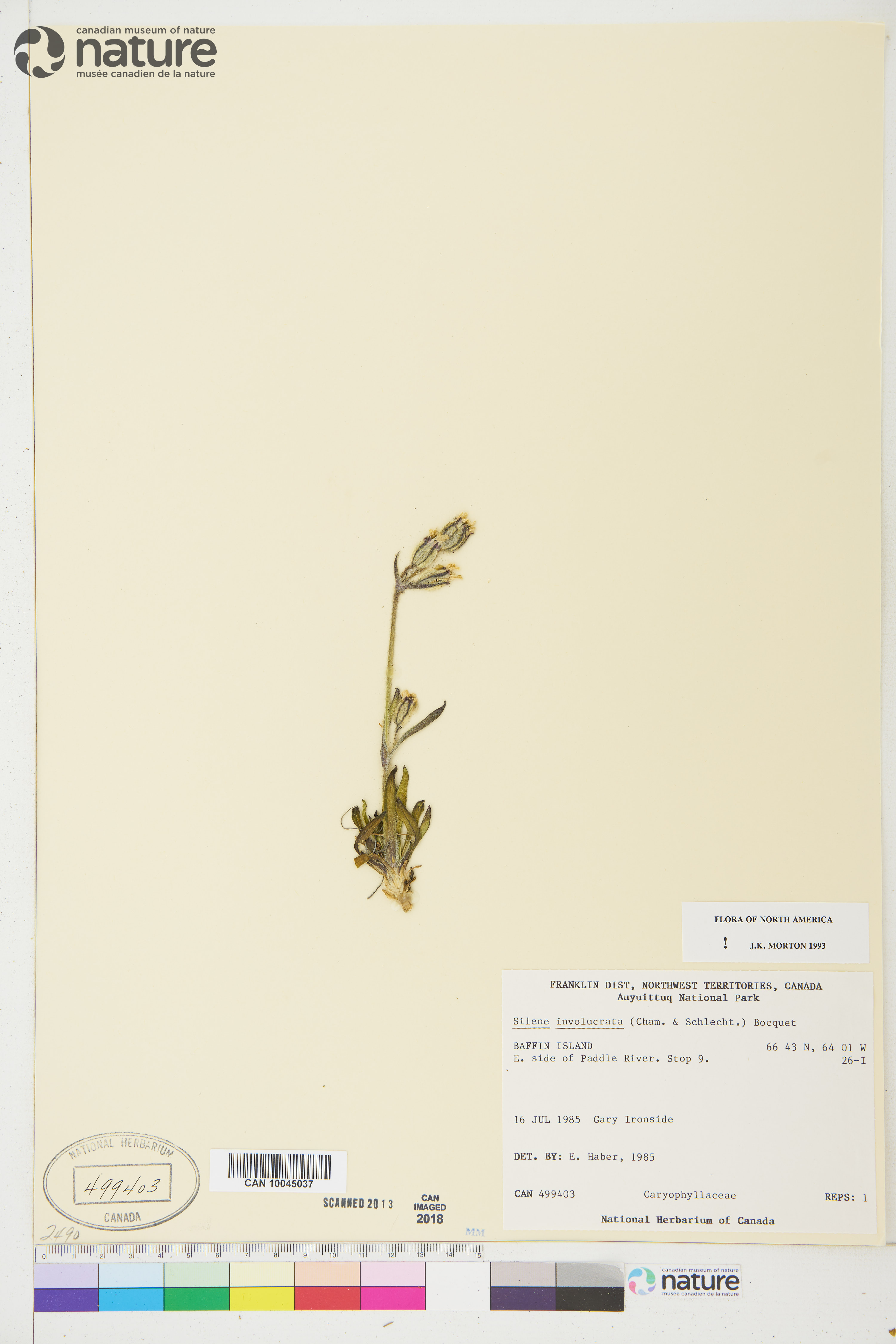 Silene involucrata image