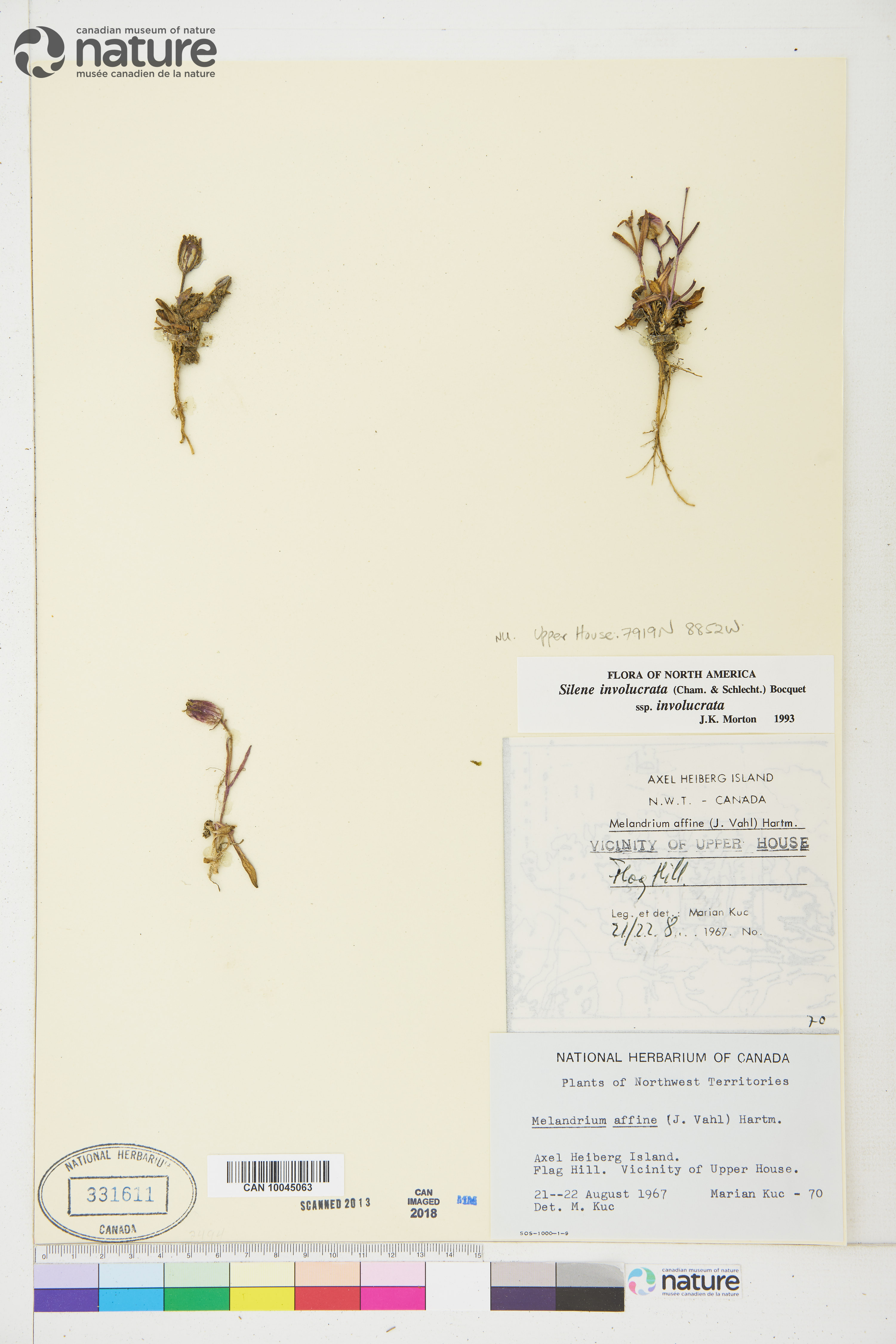 Silene involucrata subsp. involucrata image
