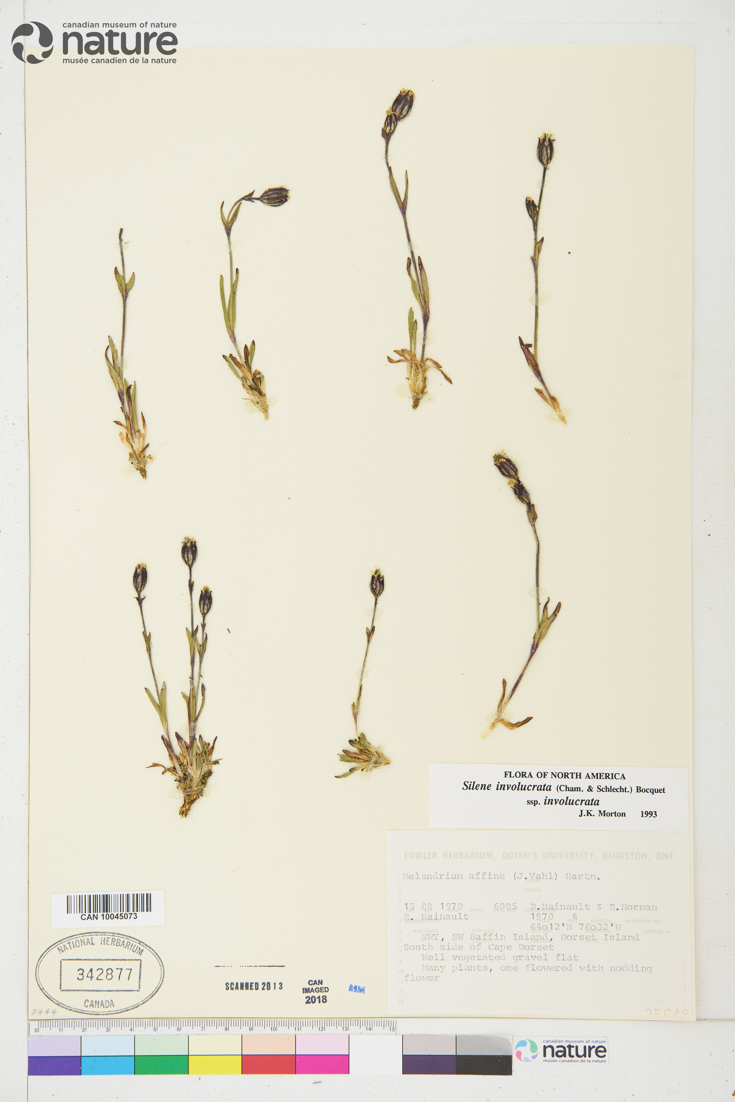 Silene involucrata subsp. involucrata image