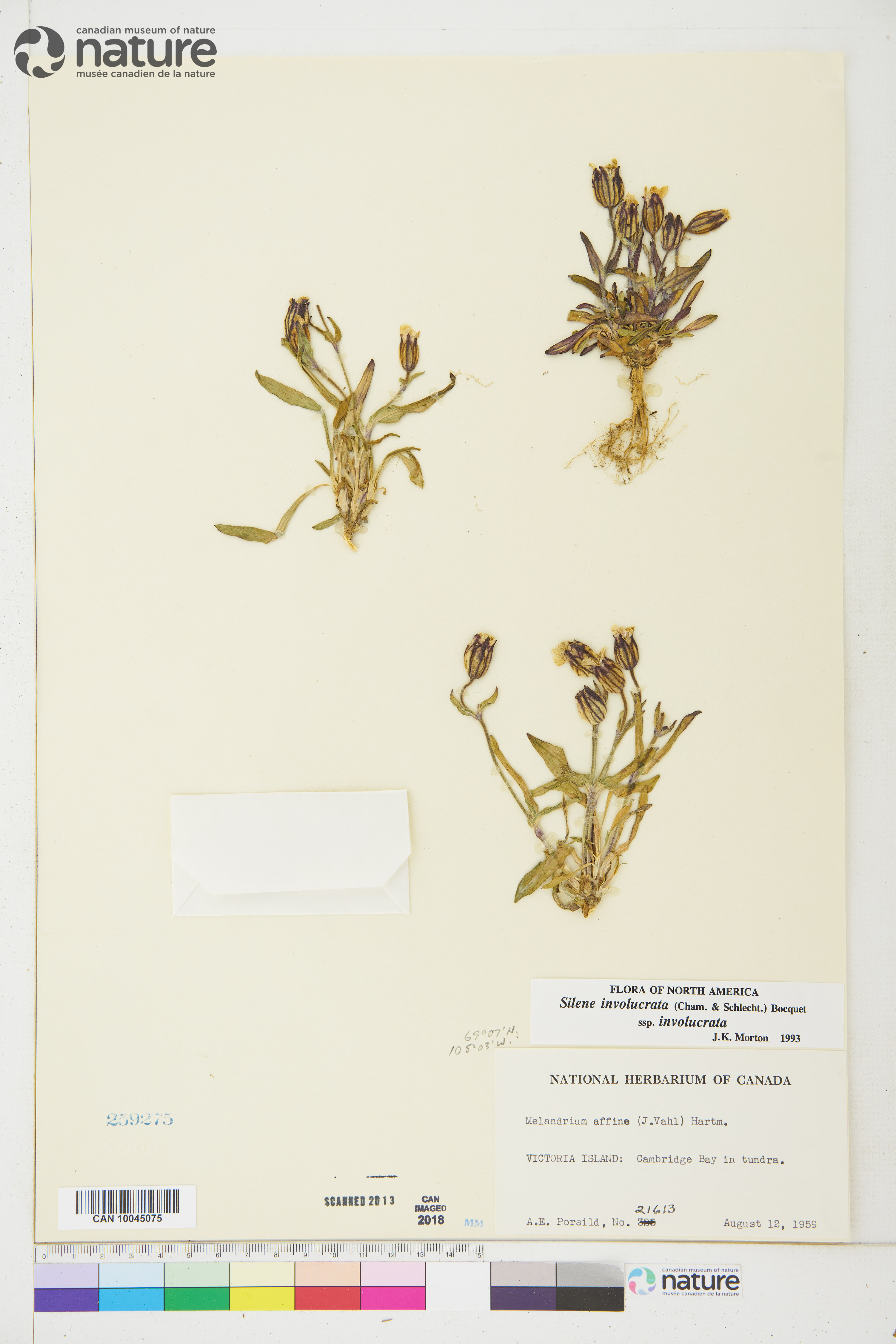 Silene involucrata image