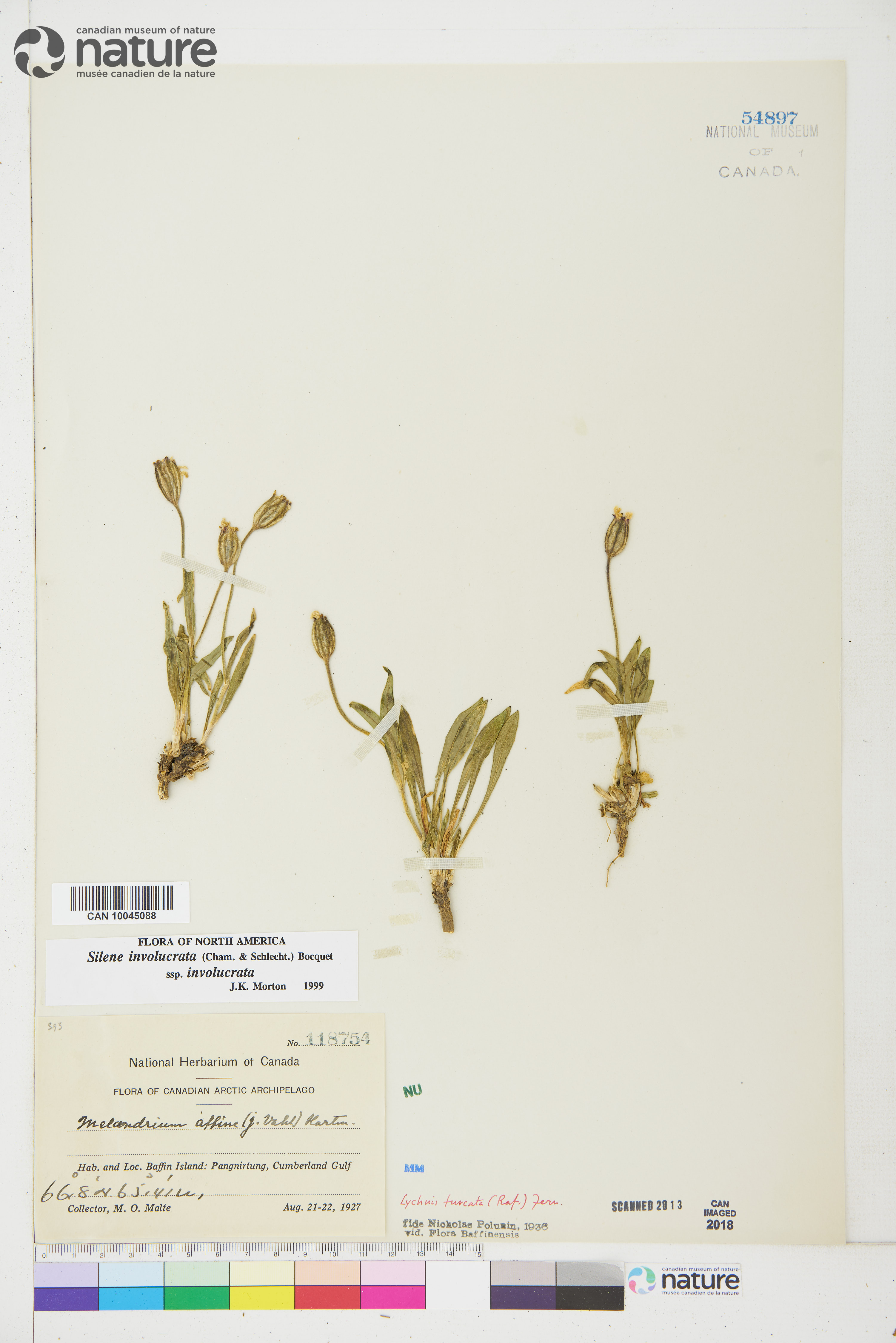Silene involucrata subsp. involucrata image