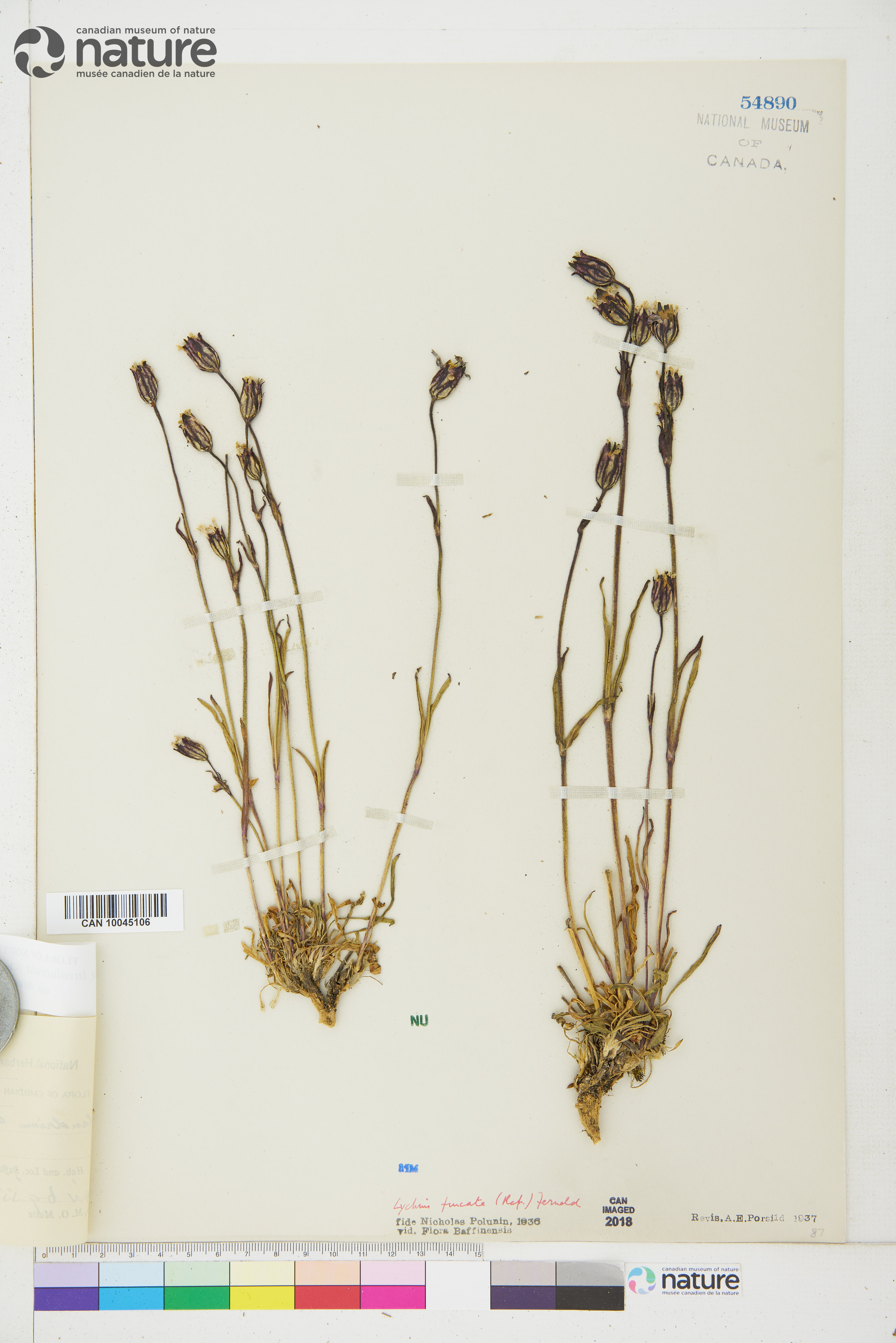 Silene involucrata subsp. involucrata image