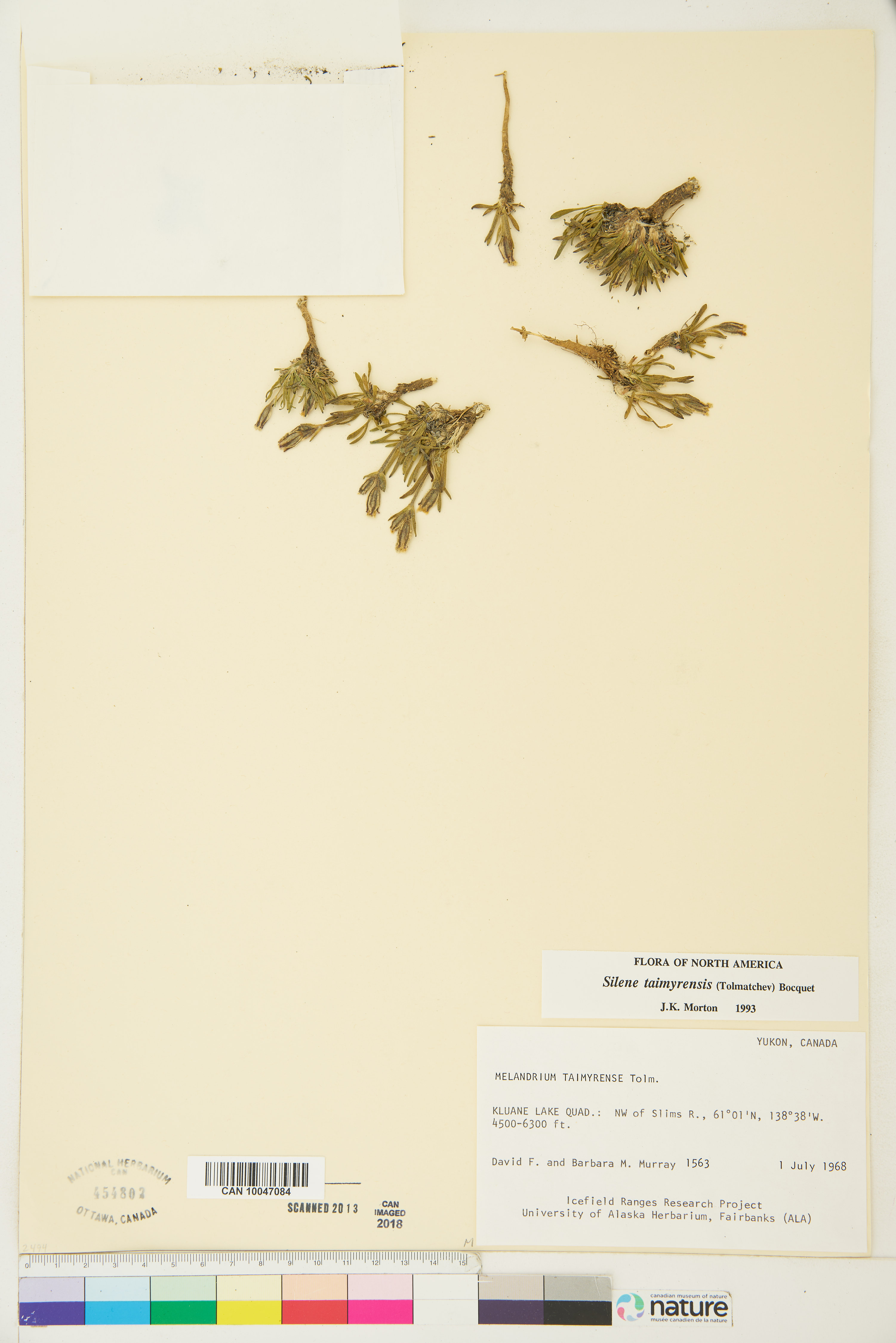 Silene taimyrensis image