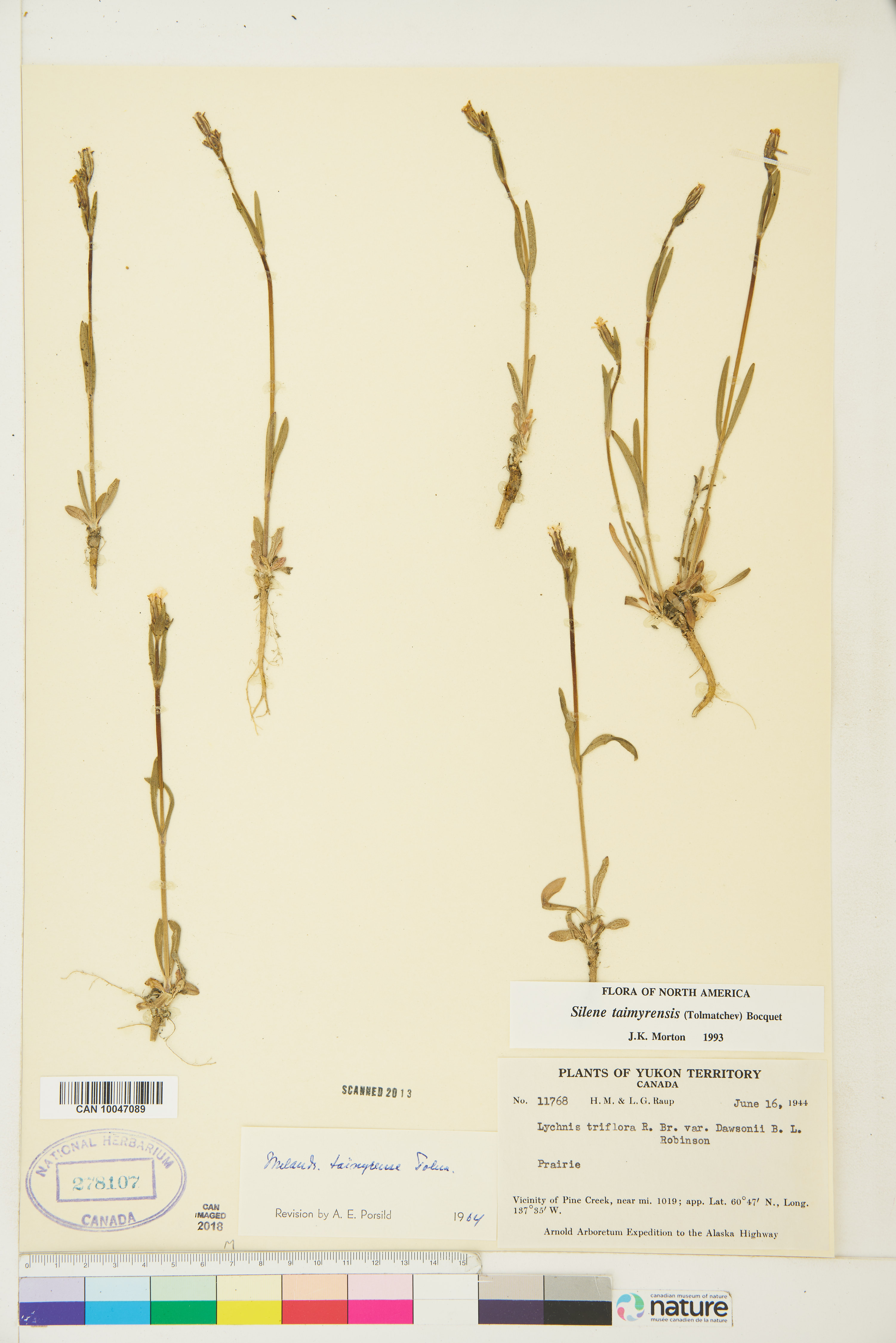 Silene taimyrensis image