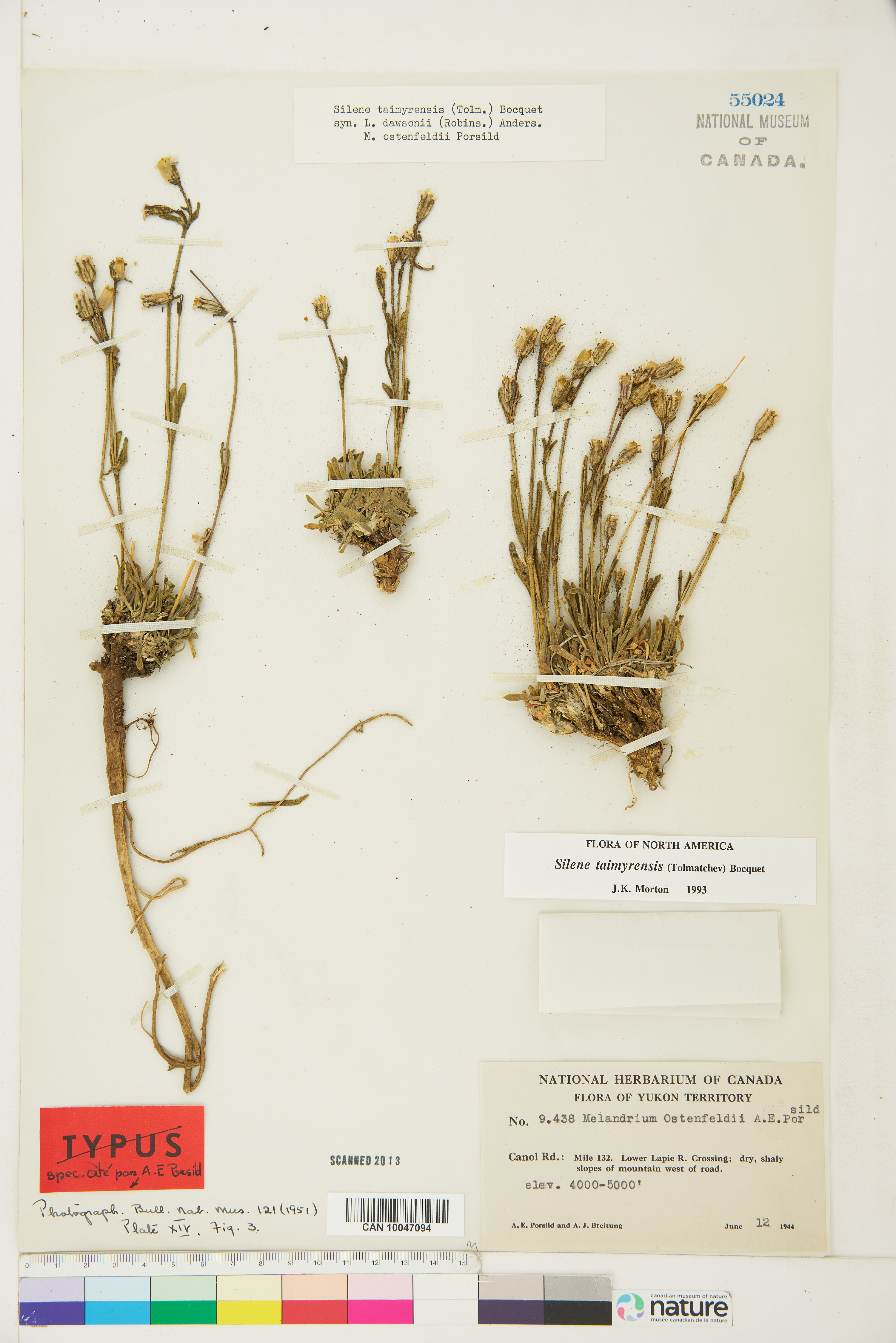 Silene taimyrensis image