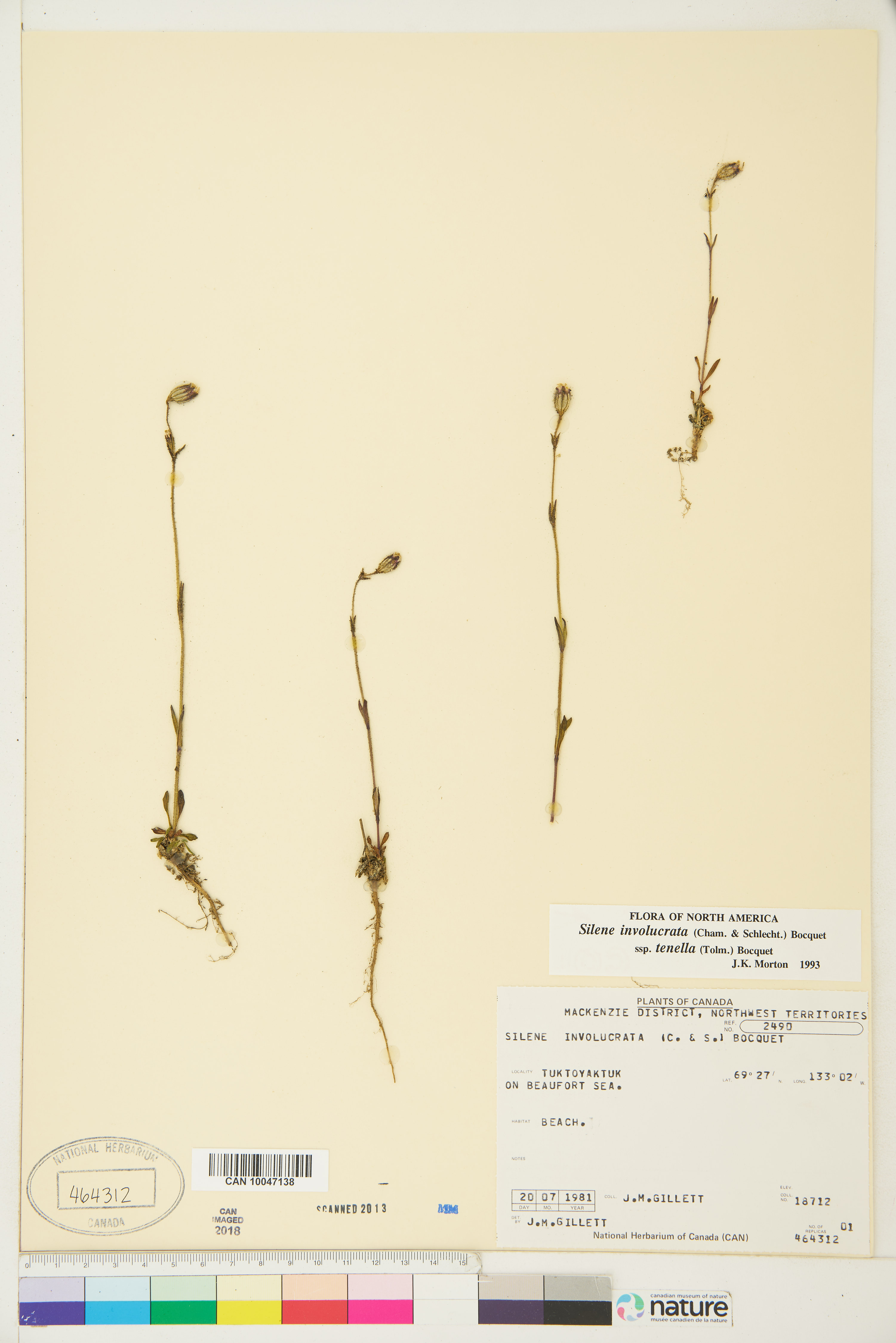 Silene involucrata image