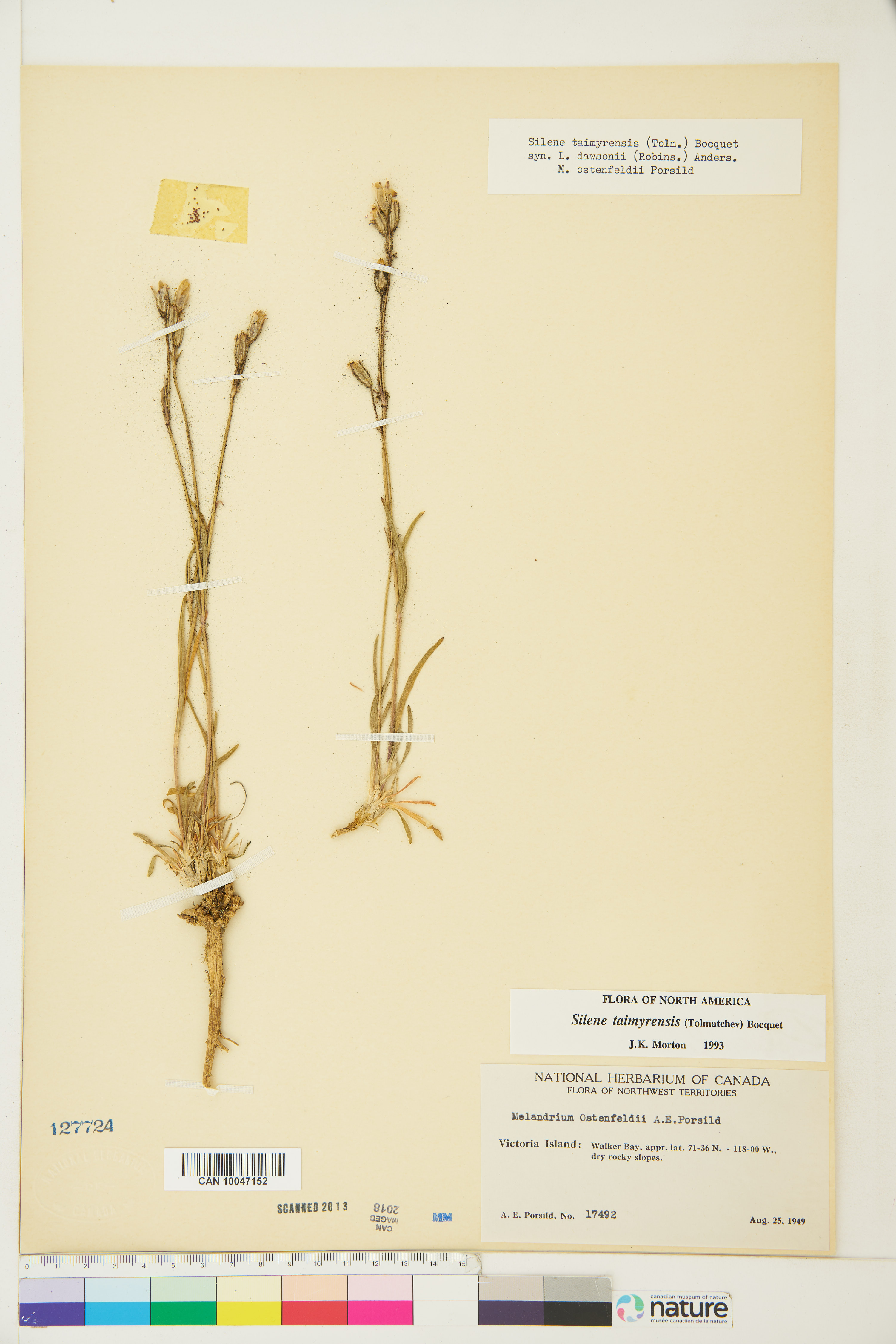 Silene ostenfeldii image