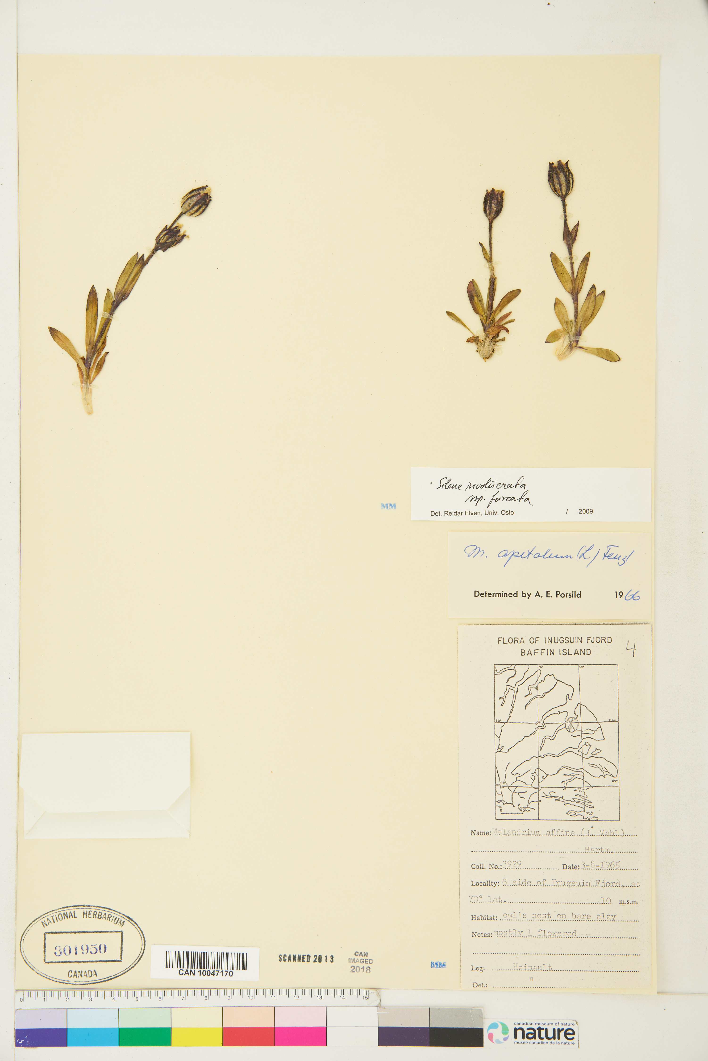 Silene involucrata subsp. involucrata image